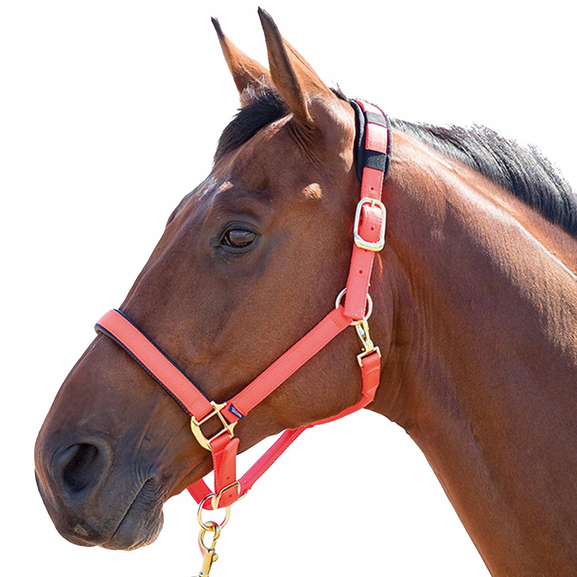 Shires, brigilia Topaz 387 in nylon, Blue, Cob