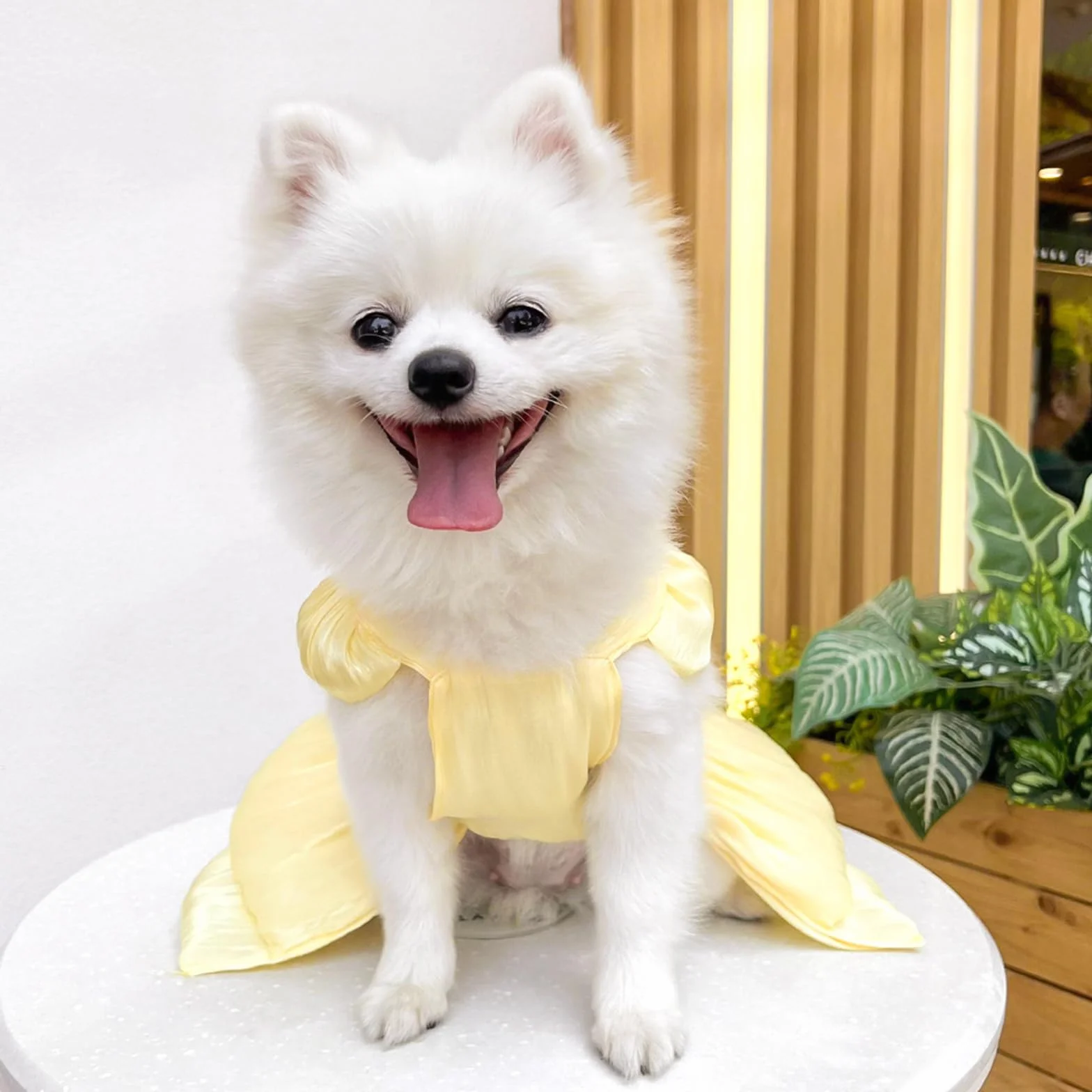Vestito da principessa per cani piccola taglia gatto fiocco anello D vestito sposa cuccioli gonna tutù costume estivo giallo S