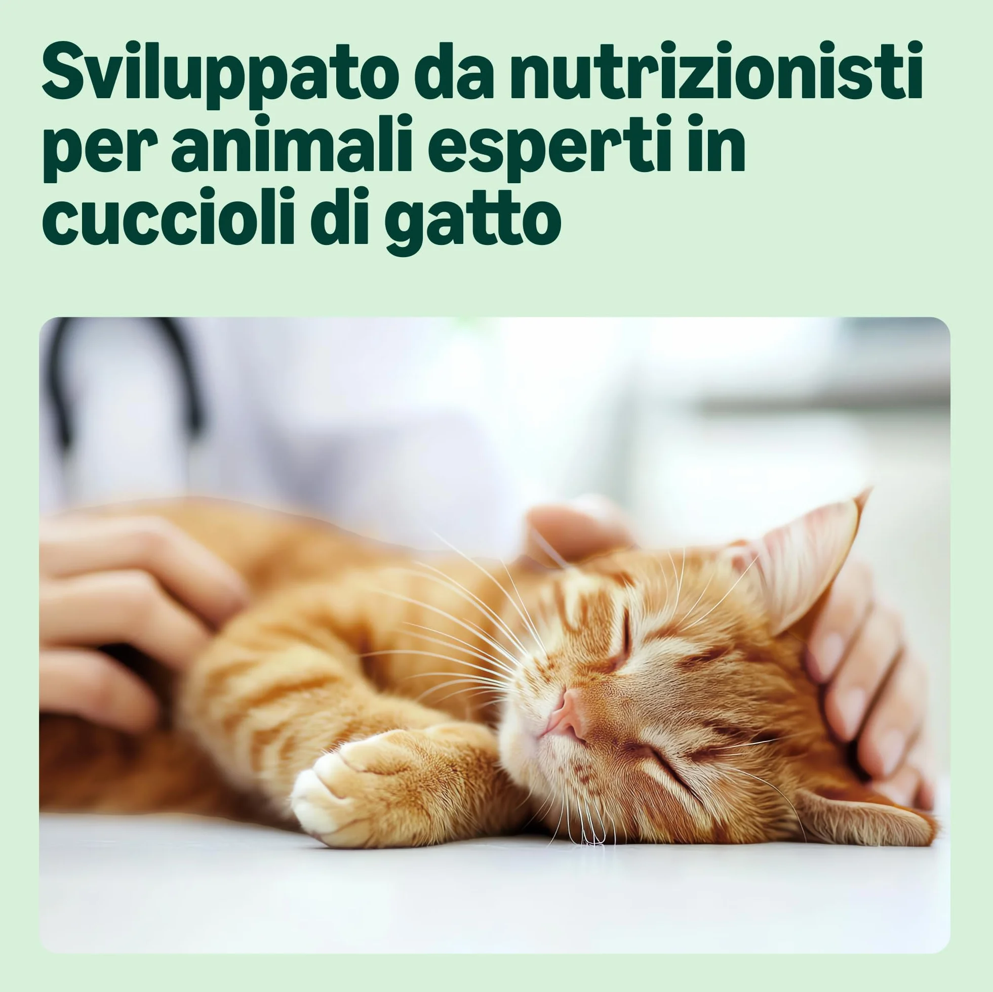 by Amazon Alimento completo per cuccioli di gatto, Selezione mista in gelatina, 1.2kg (12 sacchetti da 100g)