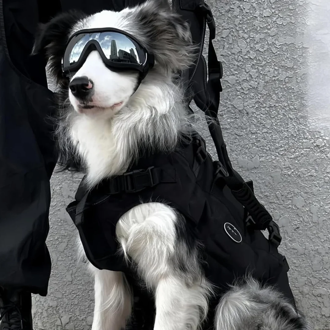 Occhiali da Sole per Cani, Protezione UV, Occhiali Cane, Occhiali Moto cane, Adatti per Cani di Piccola Taglia