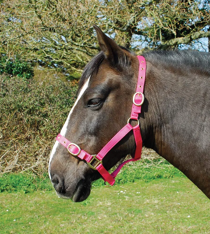 Rhinegold Nylonhalfter