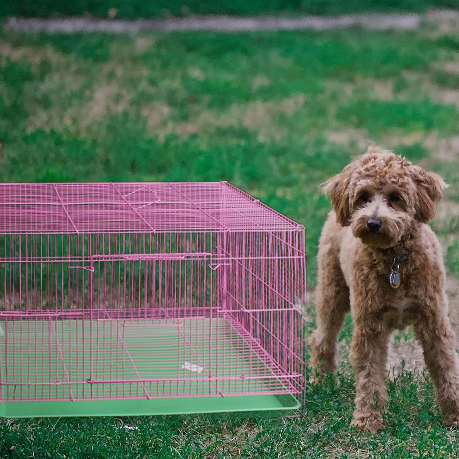 Vaschetta Pet Tray in Plastica Verde Resistente per Gabbia Coniglio