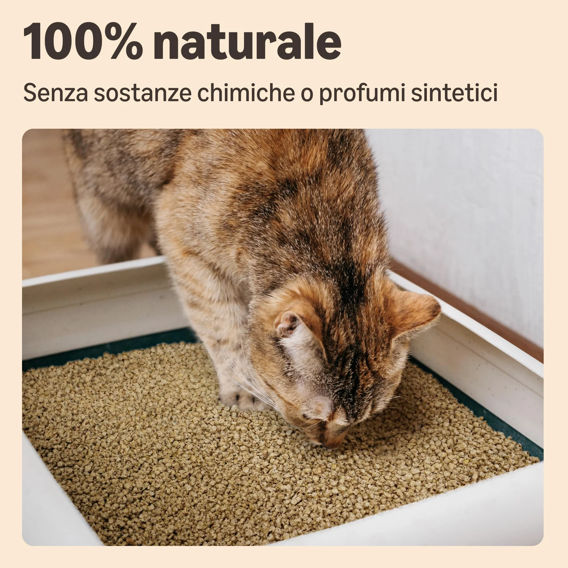 Lettiera per Gatti Agglomerante al Mais, 10L (Confezione da 1)