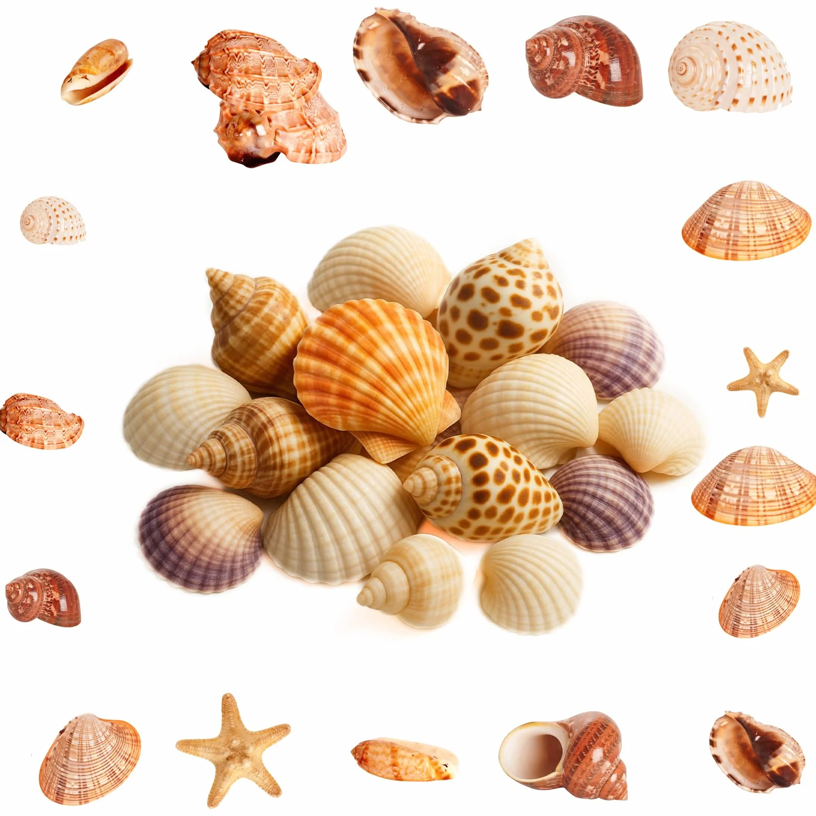 500g Conchiglie Decorative, Conchiglie Marine Naturali da 2-8 cm, Conchiglia per Decorazioni Mare Oceano Artigianato fai da te Acquari Feste a Tema Spiaggia Matrimoniali DIY