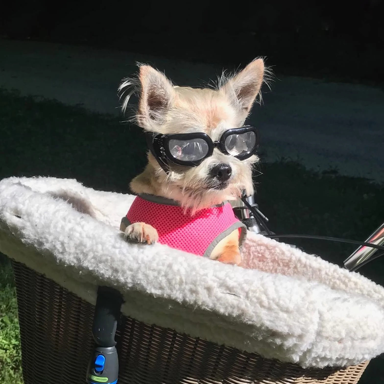 NAMSAN Occhiali da Sole per Cani di Piccola Taglia, Anti-UV, Impermeabili, Regolabili, Trasparenti