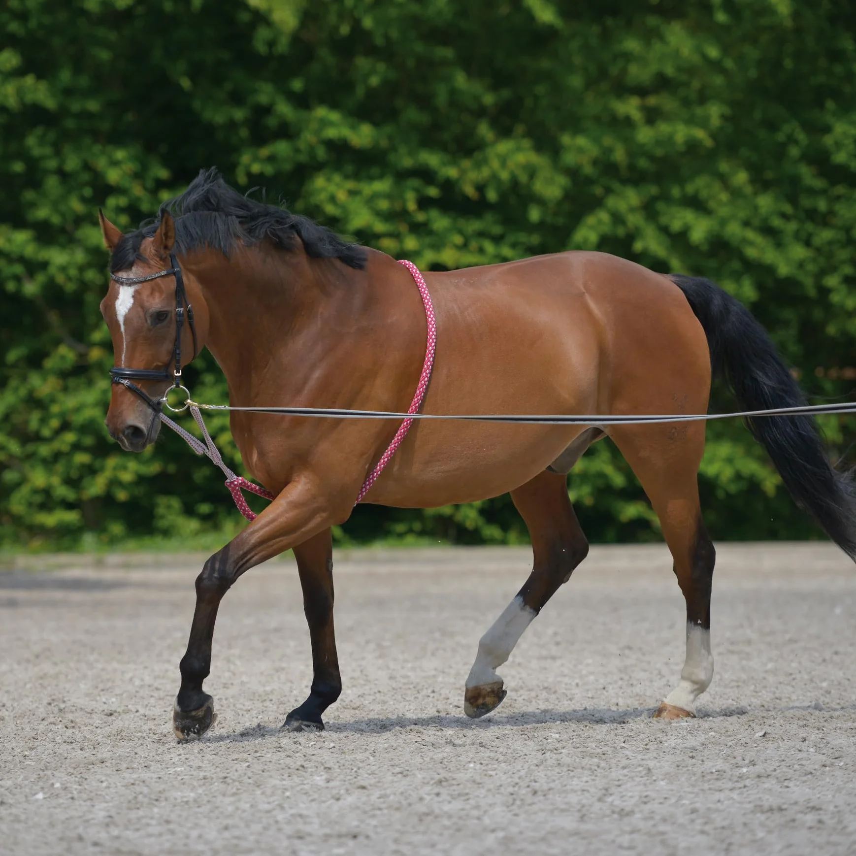CBL Lunging Aid