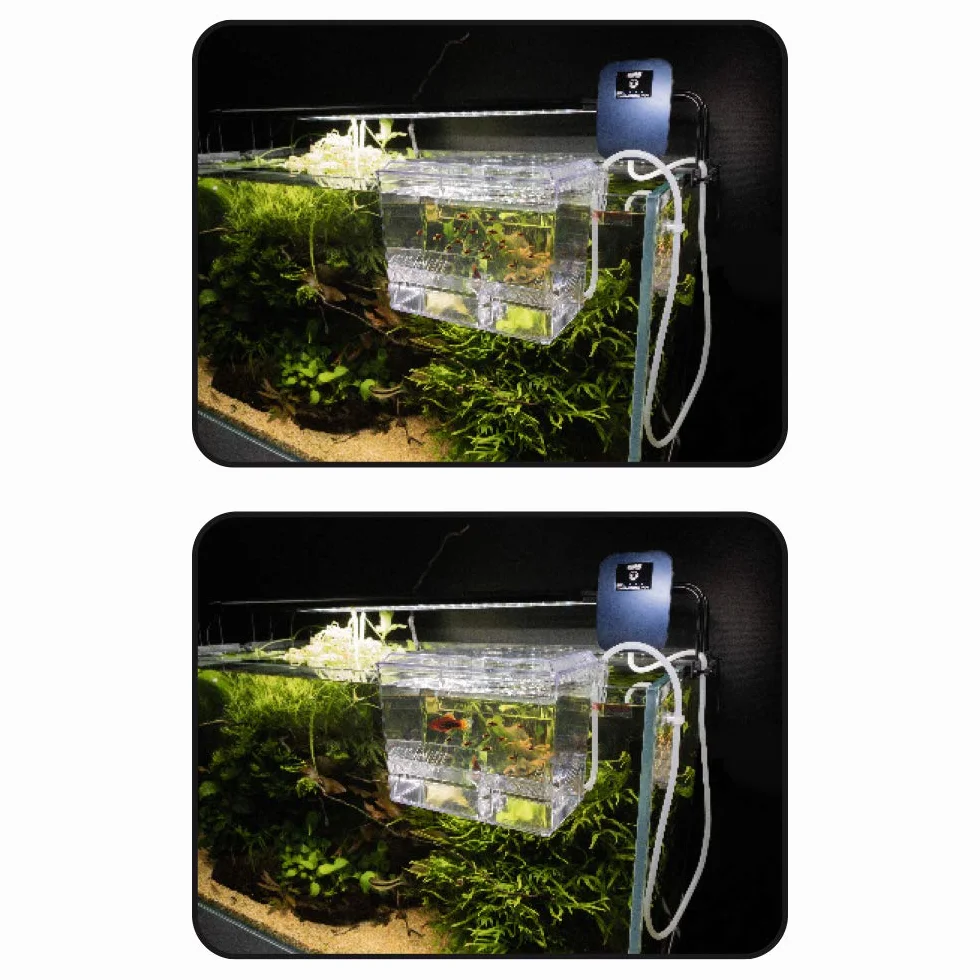 Amtra Esterba Hang On - Sala Parto Acquario, Vaschetta esterna da isolamento, Per Gestazione., Schiusa delle uova, 1,5 L/ 16X13X16 CM