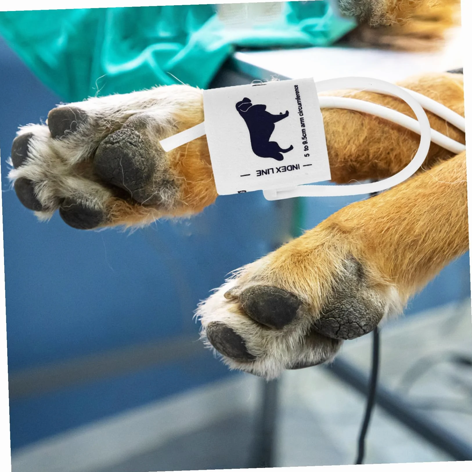 Bracciale per Misuratore di Pressione Non Tessuto per Animali Gatti Circonferenza Braccio 5-9,5cm Uso Veterinario