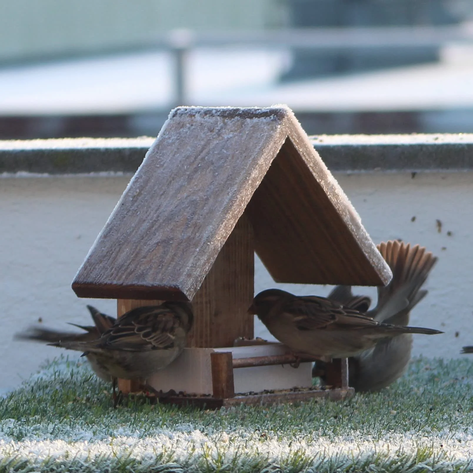 Mangiatoia per Uccelli in Legno Naturale da Giardino Balcone Terrazzo Resistente Anti-Umidità Casetta Decorativa con Semi