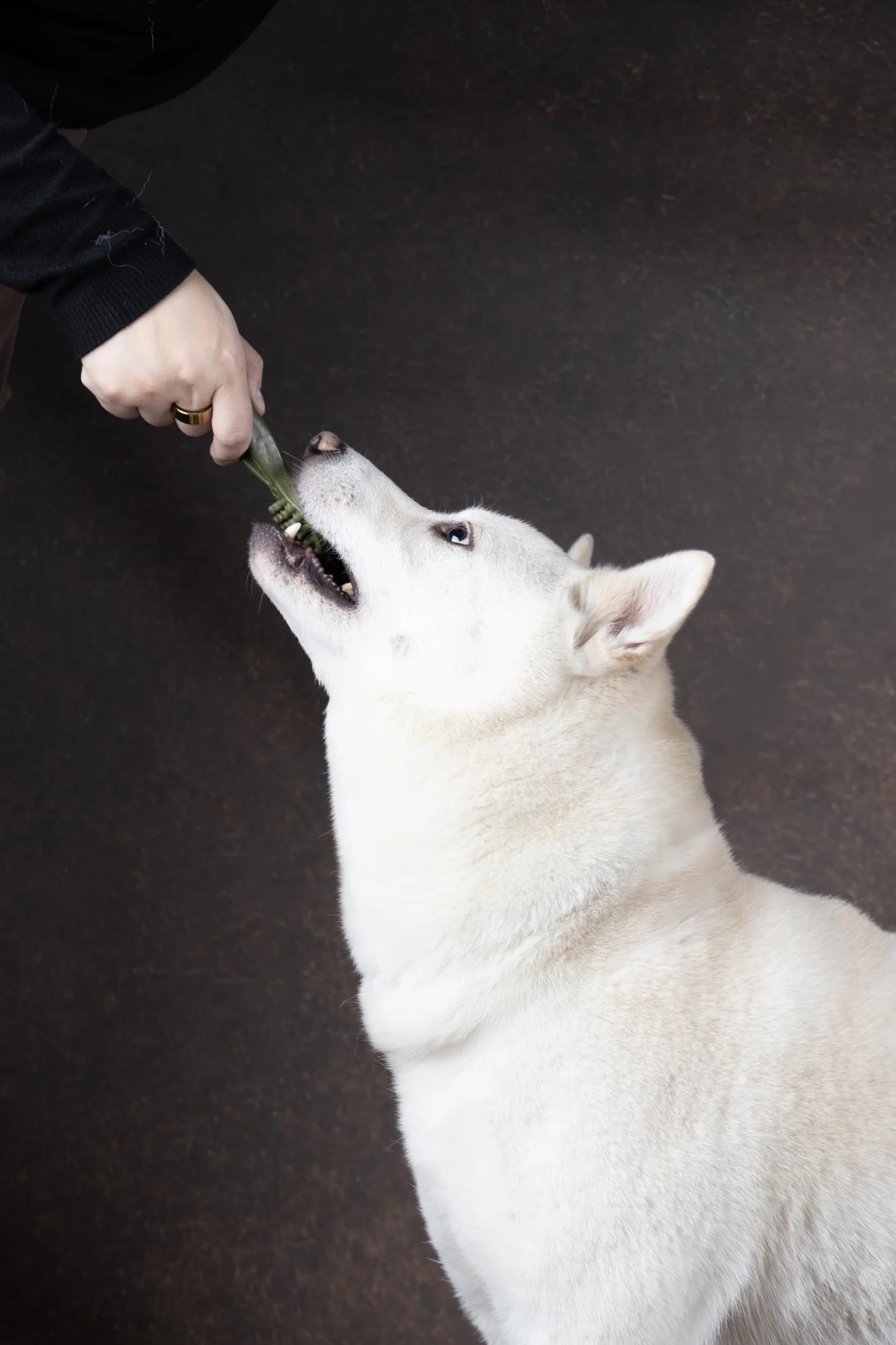 Bastoncini per cani – Snack Veggie Spazzolino con Fragola Rossa – 7,5cm – 120g – senza glutine – favorisce l’igiene dentale