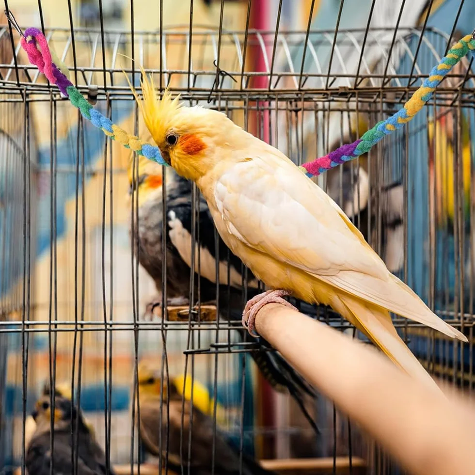 DONGKER Corda Arrampicata per Piccoli Animali 2/4 Pezzi Giocattolo con Fibbia in Metallo per Ratto Furetto Pappagallo