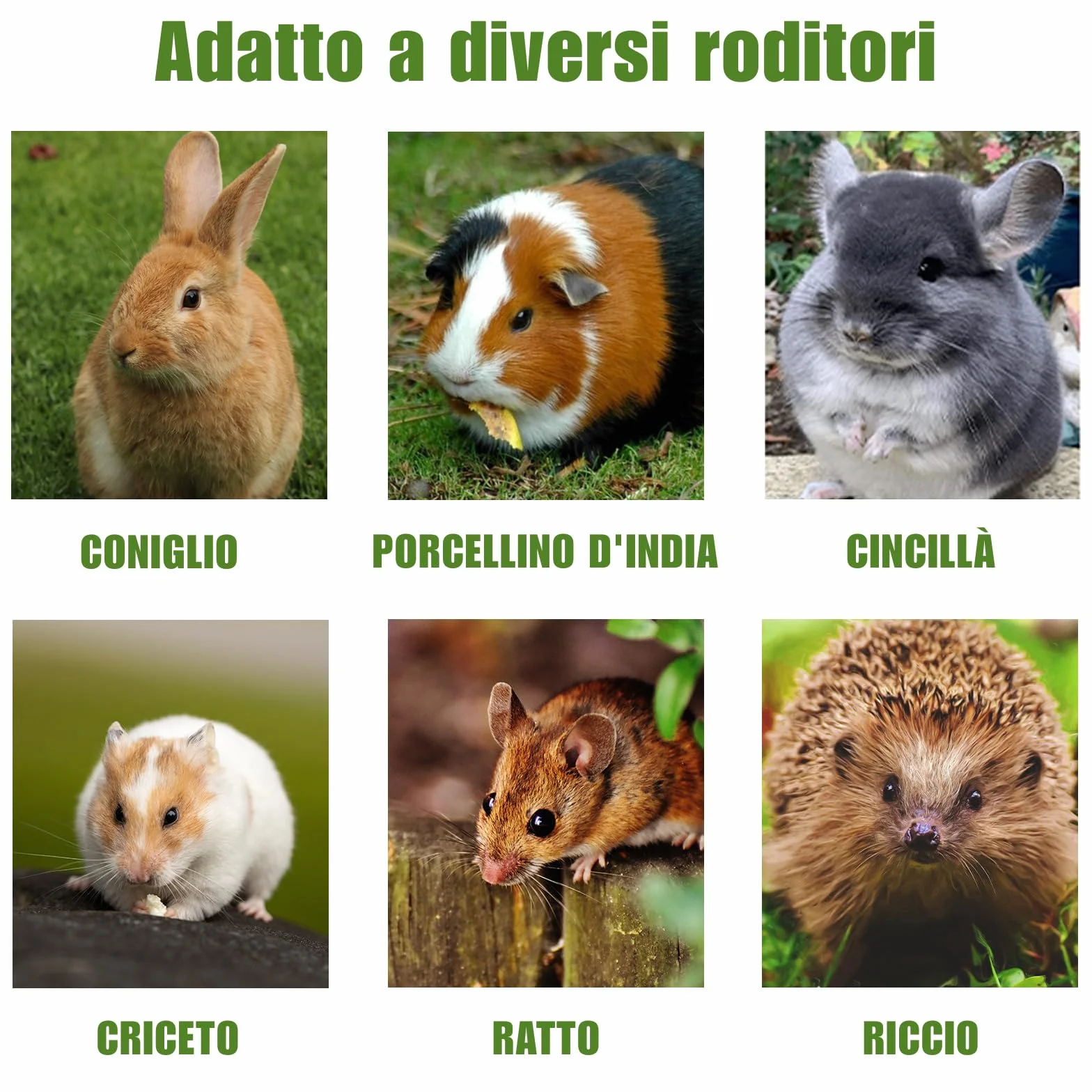 Giocattolo da Masticare per Conigli , Bastoncini di Fieno Timothy per Conigli Porcellini d'India, Cincillà , Criceto (20 unità (1 confezione))
