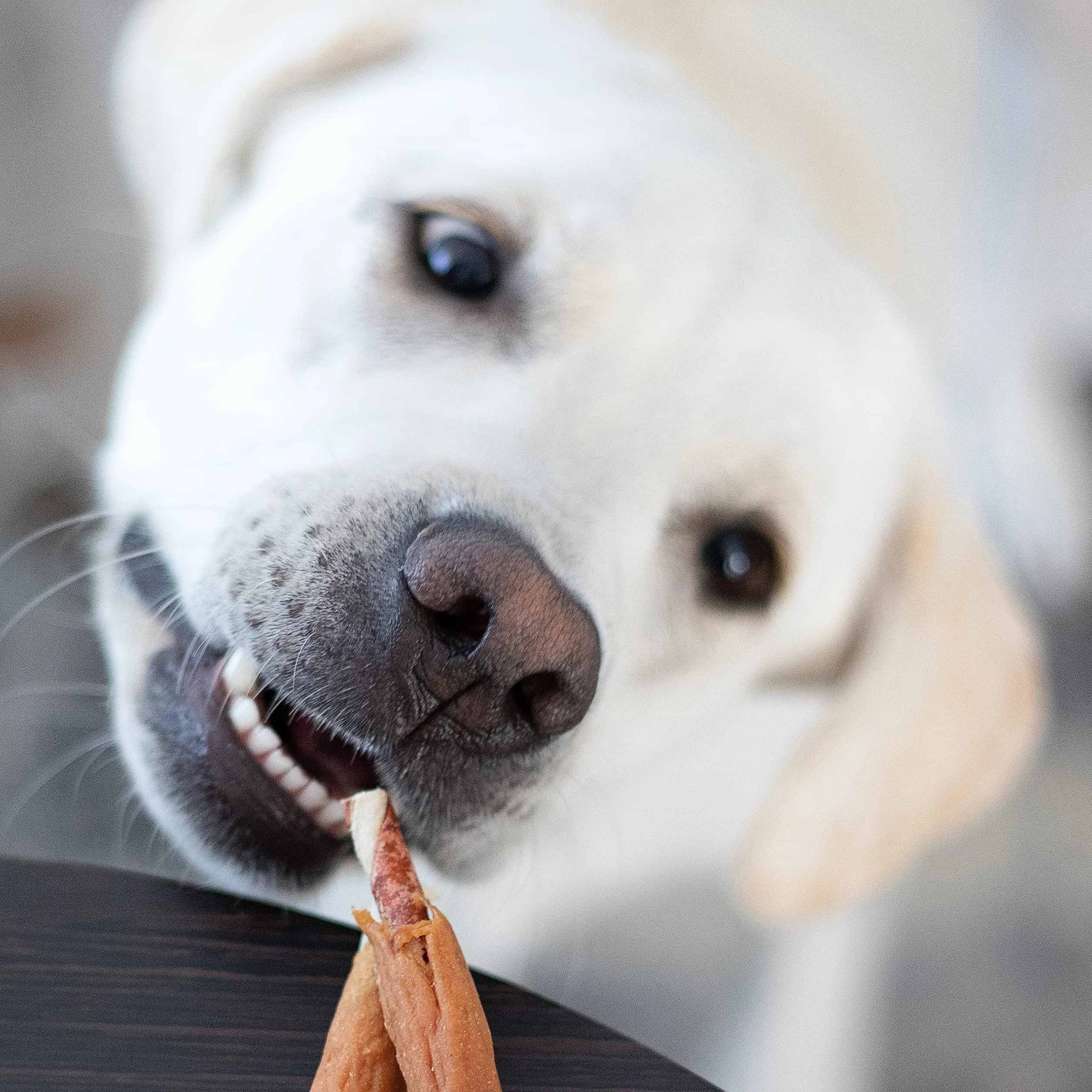 8in1 Triple Flavour Ribs Bastoncini da masticare per cani - Snack da masticare con carne extra, confezione da 113 g (ca. 6 pezzi)