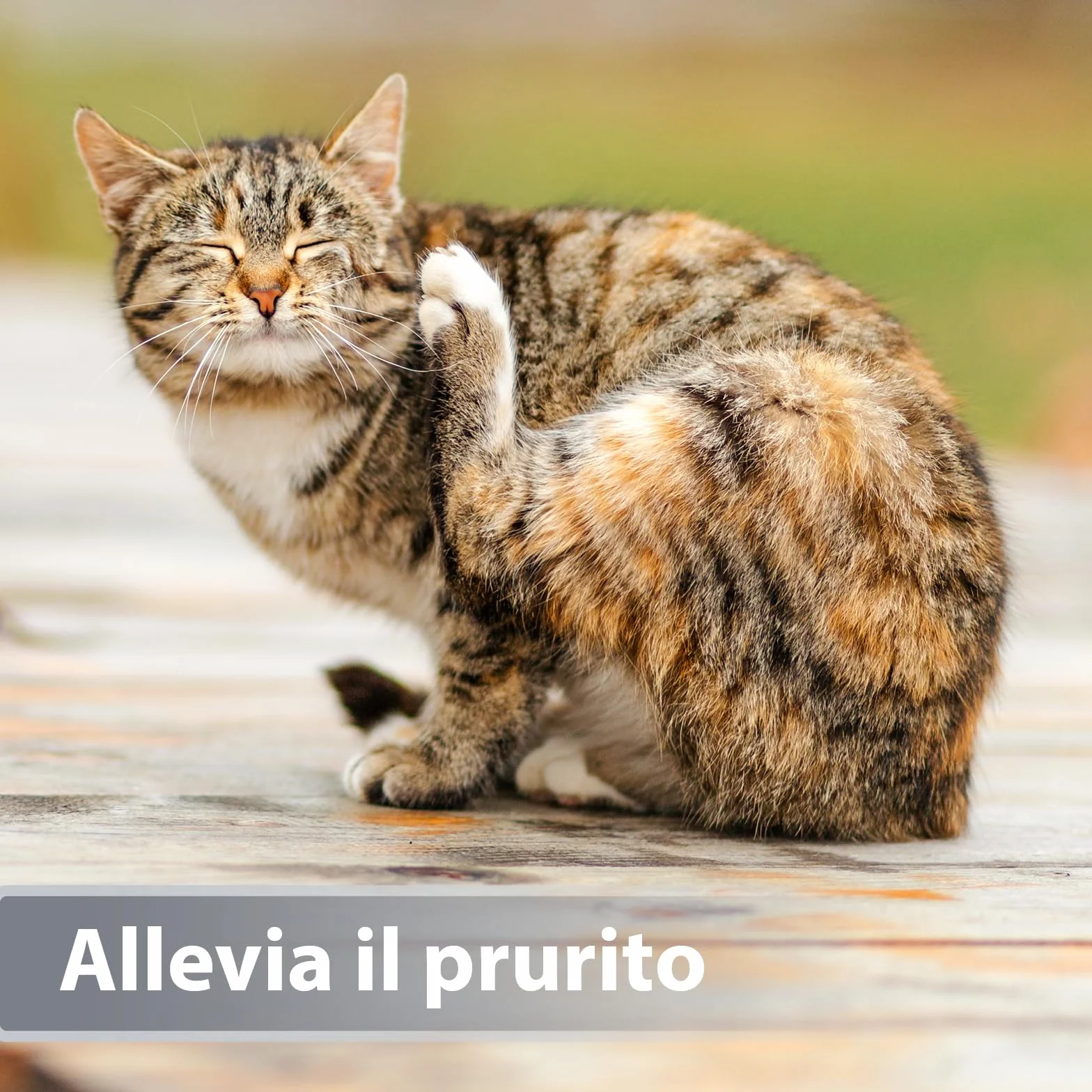 Felisept Micro Argento Spray per gatti 75ml - Cicatrizzante - Spray per ferite del cane - Indolore per il gatto - Senza alluminio e argento colloidale per gatti - Idratante