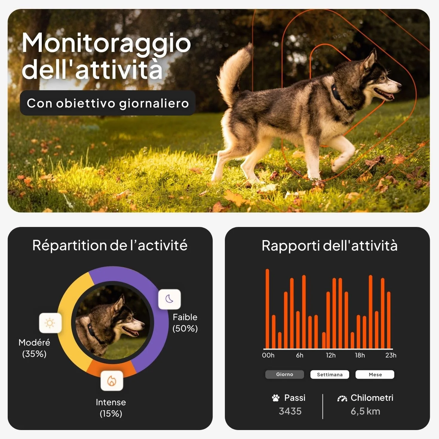 Weenect Cane XT - Localizzatore GPS per Cani Senza Collare | Impermeabile | Antenna XL | Portata Illimitata | Garanzia a Vita | Abbonamento Necessario