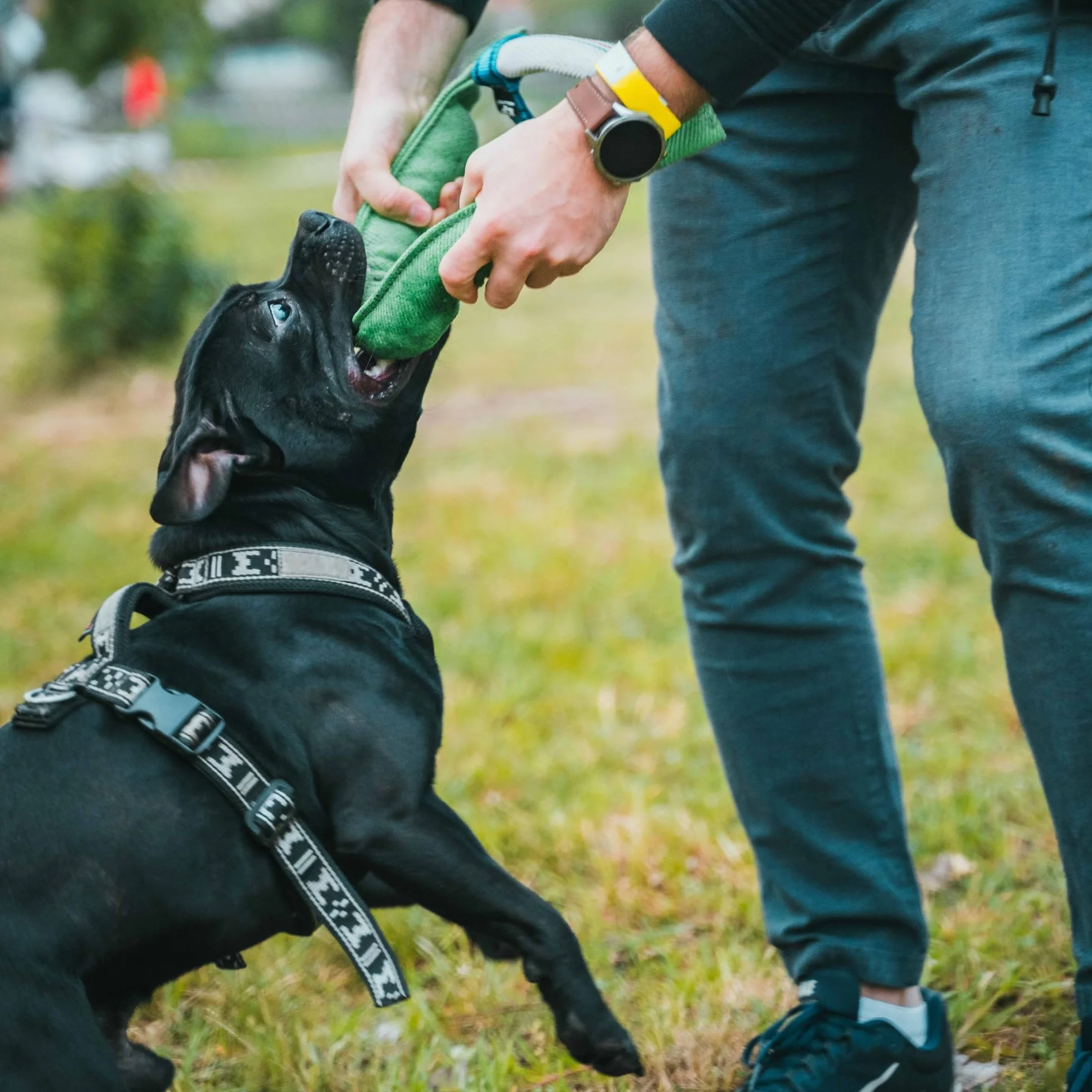 Bull Fit Manicotto per Cani a Ferro di Cavallo 30 cm, Salsicciotto Molto Robusto per I'addestramento dei Cani, per il Tiro alla Fune e per i Giochi di Tiro alla Fune, Arancione
