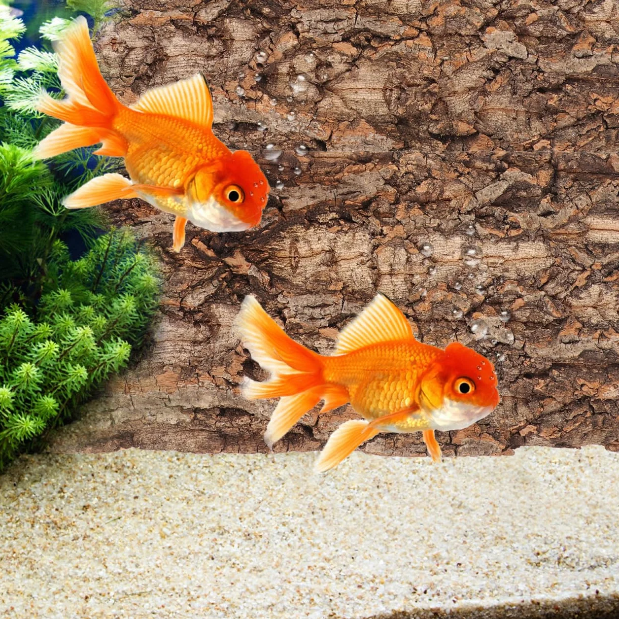 POPETPOP 3 Pezzi Corteccia di Sughero Naturale per Terrario, Sfondo per Rettili, Decorazione per Acquario e Vivario, Kit Varie Dimensioni per Drago Barbuto e Geco