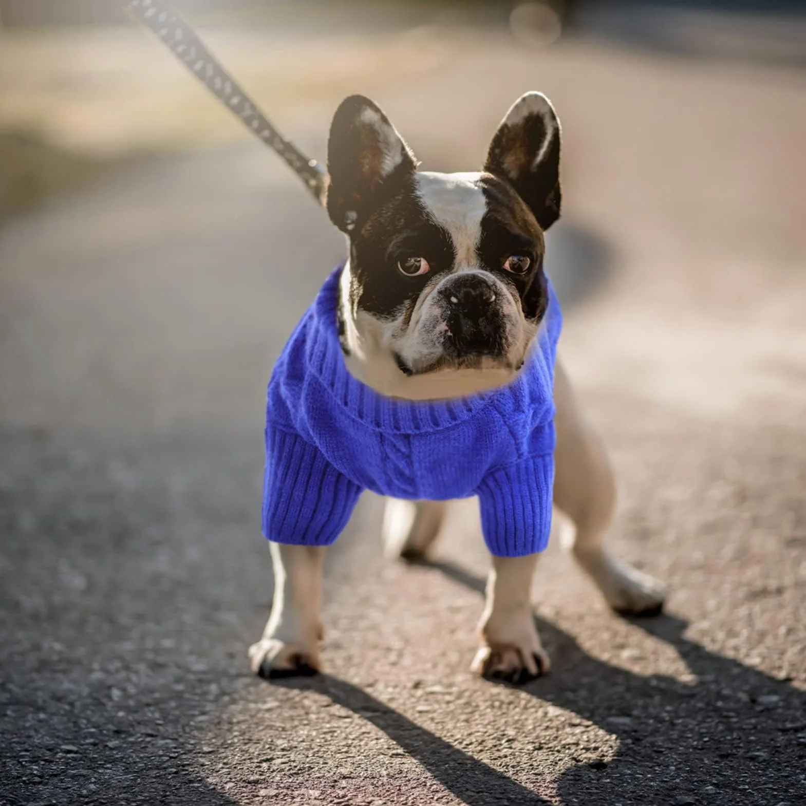 Queenmore Maglione Per Cani Taglia Media Blu M Felpa A Collo Alto Caldo Elastico