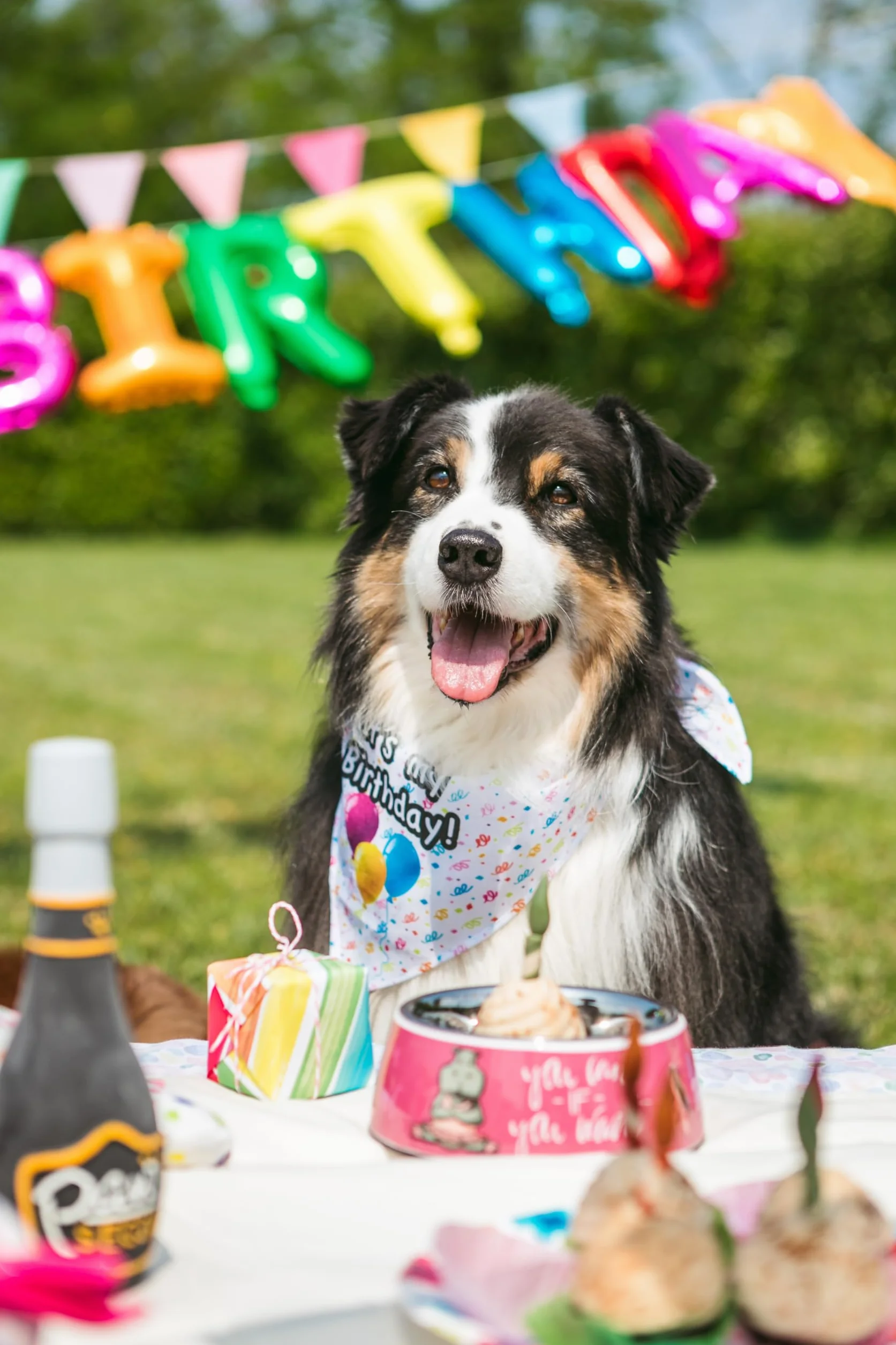 Croci Pet's Party Cupcake - Torta di compleanno per cani, Snack per cane complementare, senza zuccheri aggiunti, 65g