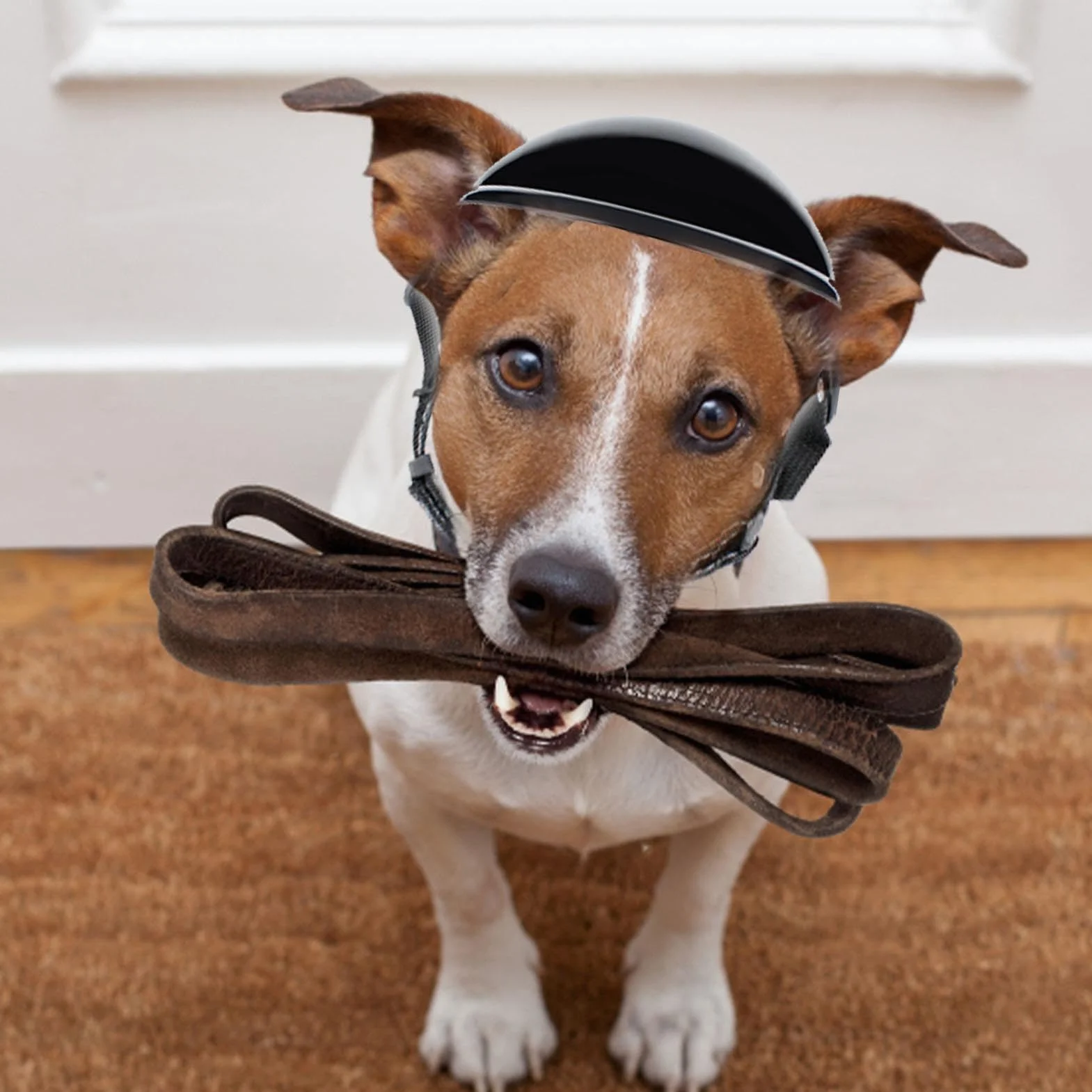 2 Pezzi Casco E Occhiali Per Cane, Sole Cane Protezione Testa Regolabile, Casco Regolabile Con Protezione Occhi, Casco Di Sicurezza Traspirante Regolabile Con Protezione Occhi