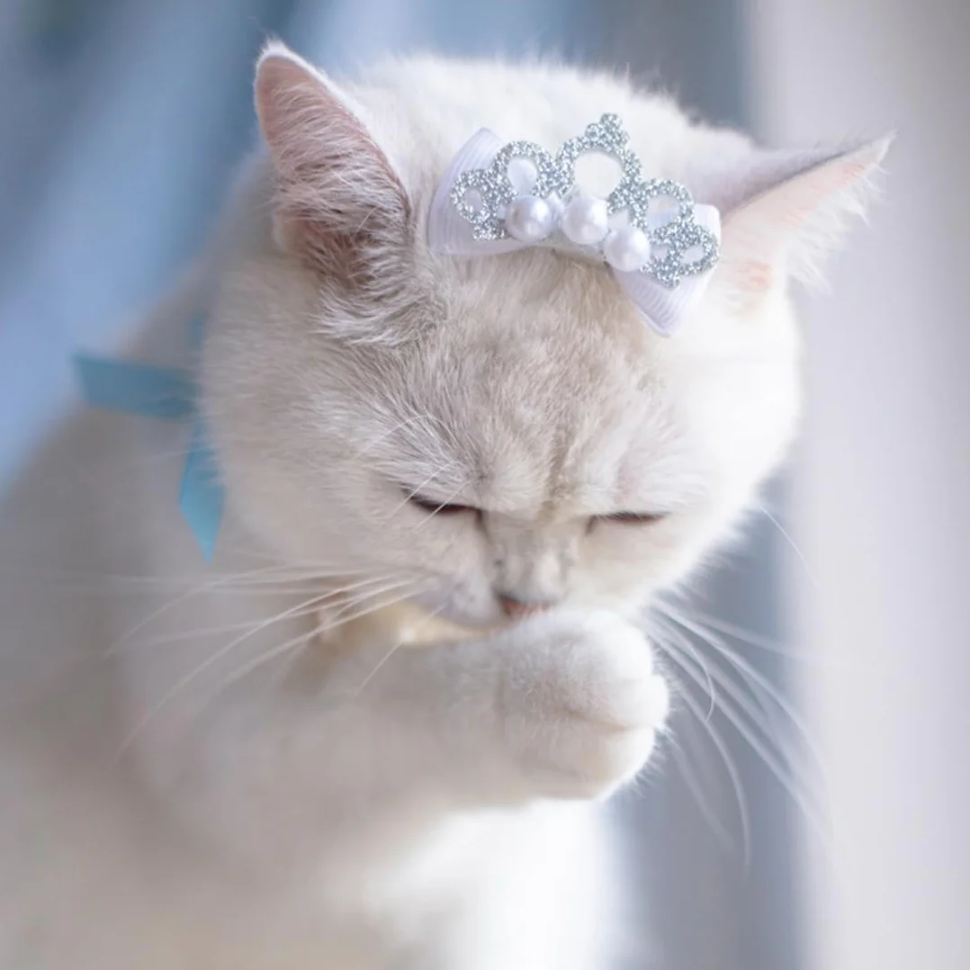 Collana per Cani Piccola Taglia Gatti Regolabile Perle Fantasia Gioielli Bling Strass Collare Papillon Chihuahua