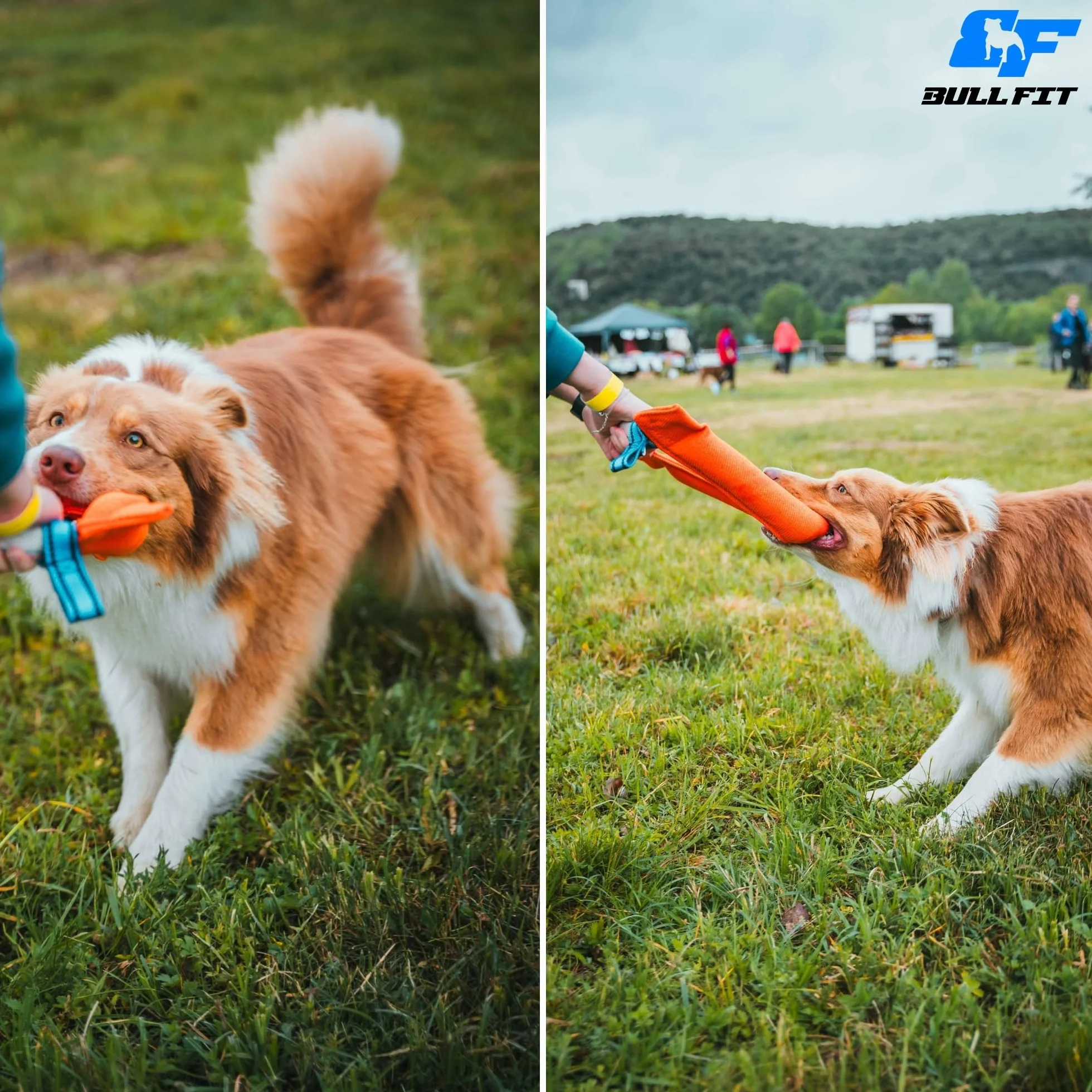 Bull Fit Manicotto per Cani a Ferro di Cavallo 30 cm, Salsicciotto Molto Robusto per I'addestramento dei Cani, per il Tiro alla Fune e per i Giochi di Tiro alla Fune, Arancione
