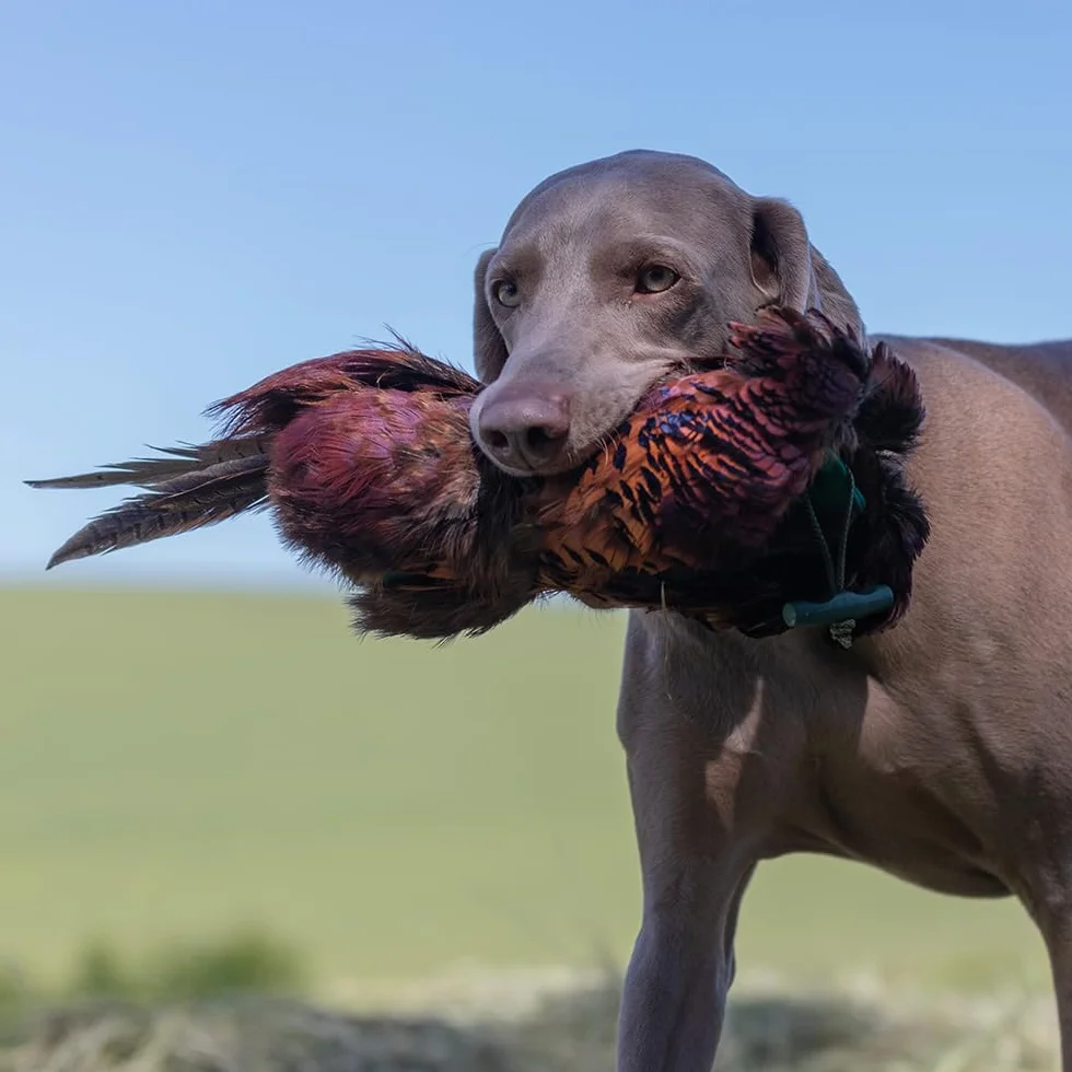 Romneys Fagiano, manichino da 500 g, con vero abito in piuma, ideale per l'addestramento dei cani da caccia | manichino selvatico | galleggiante