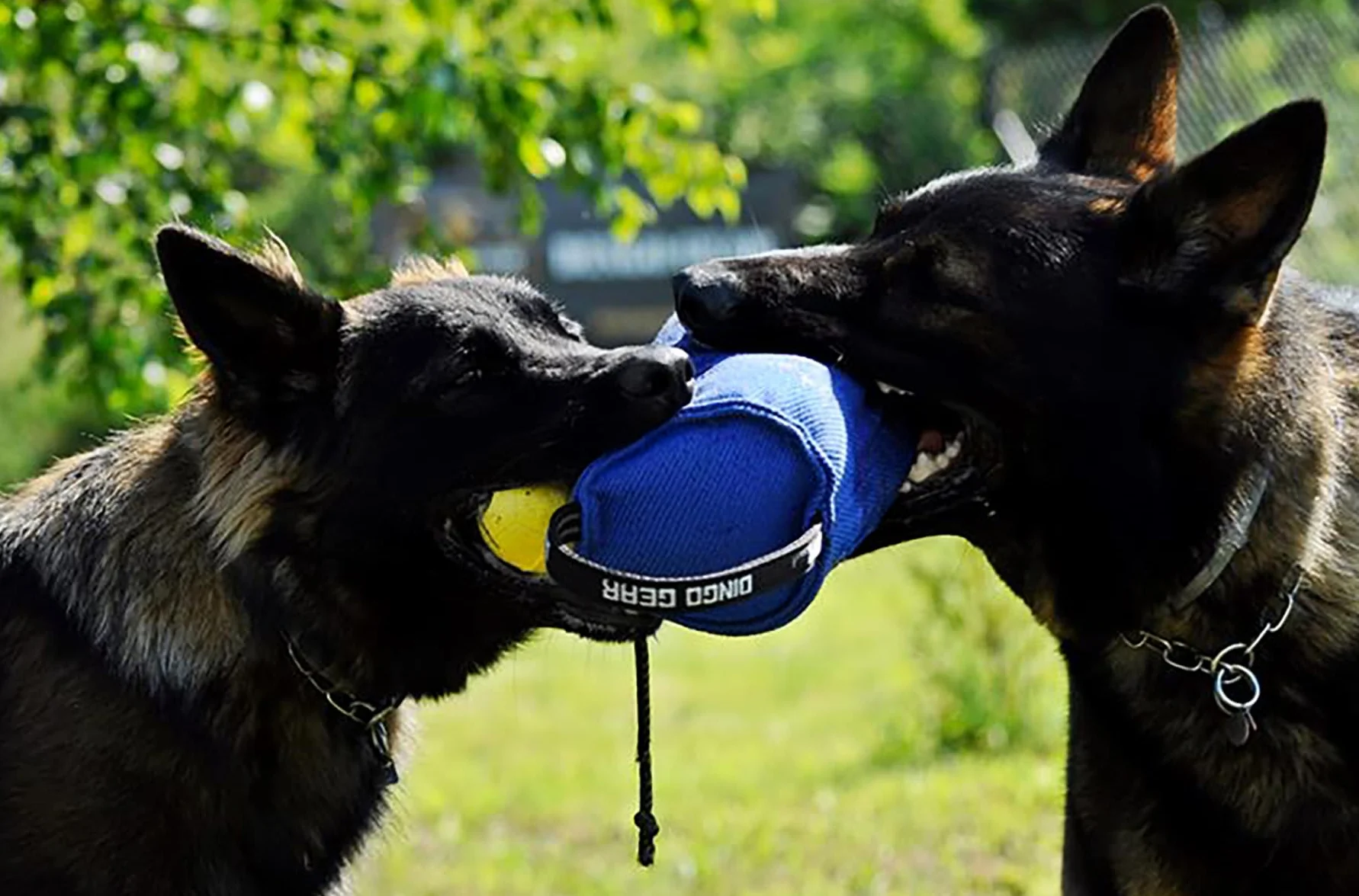 DINGO GEAR Berta Tug Toy a forma di caramella per addestramento al morso, IGP, Fetch, Prey Drive, obbedienza, sport per cani, rimorchiatore in materiale francese con 2 manici, blu (S00097)