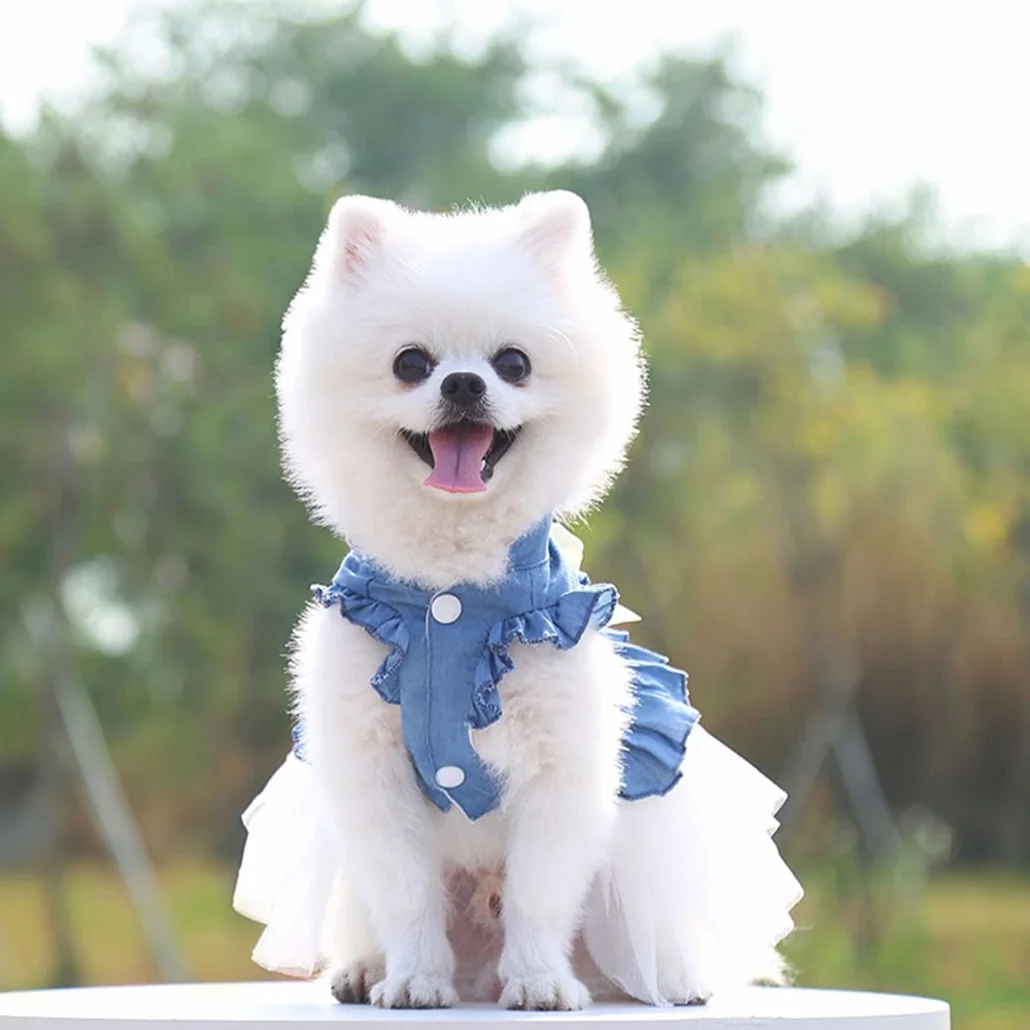 XIAOYU abiti per cani pet bowknot gonna principessa estate gilet per cani denin camicie prendisole dolce abiti da festa di nozze abiti per animali domestici abbigliamento, bianco, M