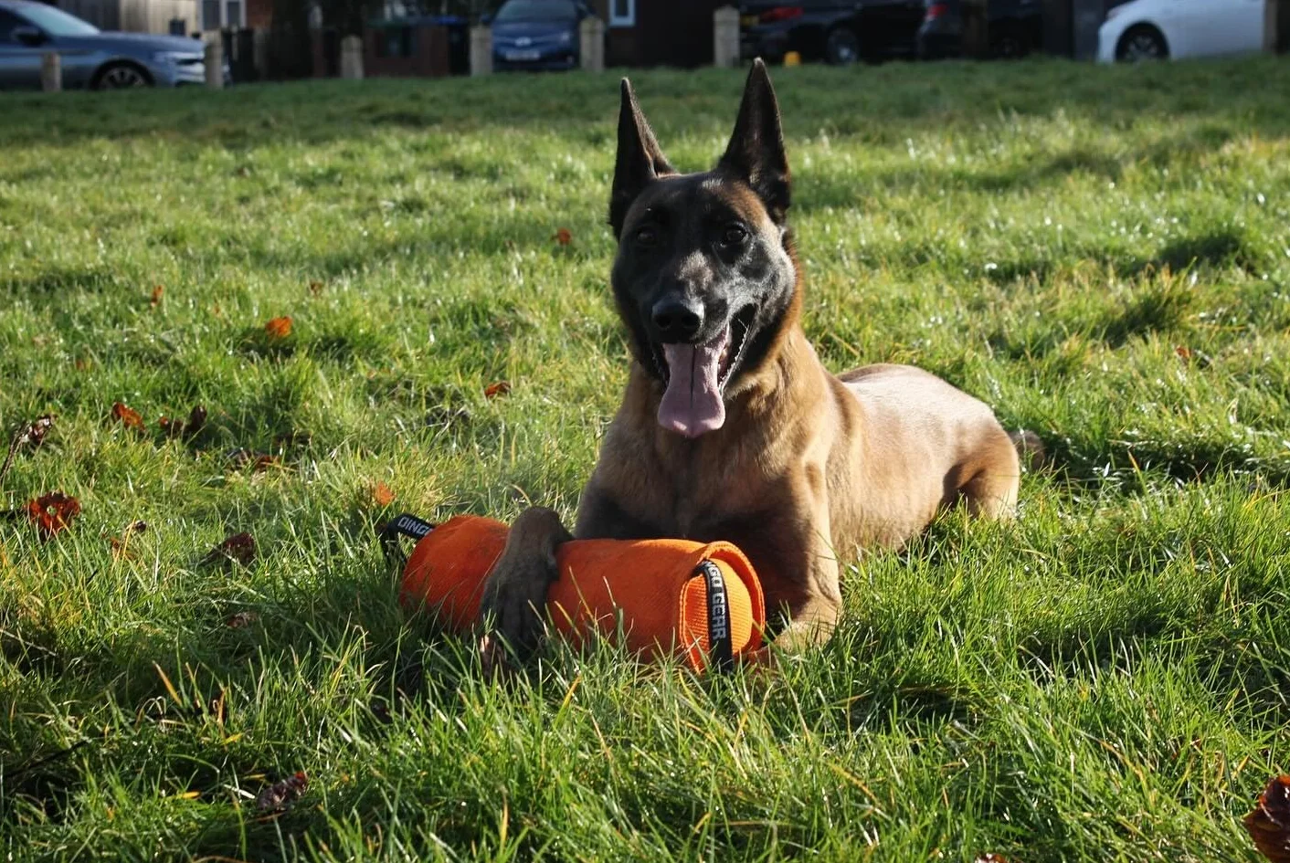 DINGO GEAR Berta Tug Toy a forma di caramella per addestramento al morso, IGP, Fetch, Prey Drive, obbedienza, sport per cani, rimorchiatore in materiale francese con 2 manici, blu (S00097)