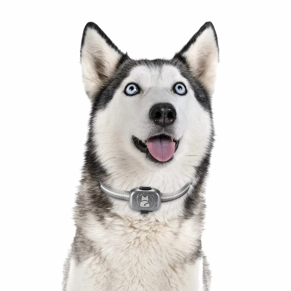 Localizzatore GPS 4G per localizzatore di cani Dispositivo anti-perso impermeabile Rilevatore di oggetti Smart Phone Piccolo allarme antifurto per animali domestici
