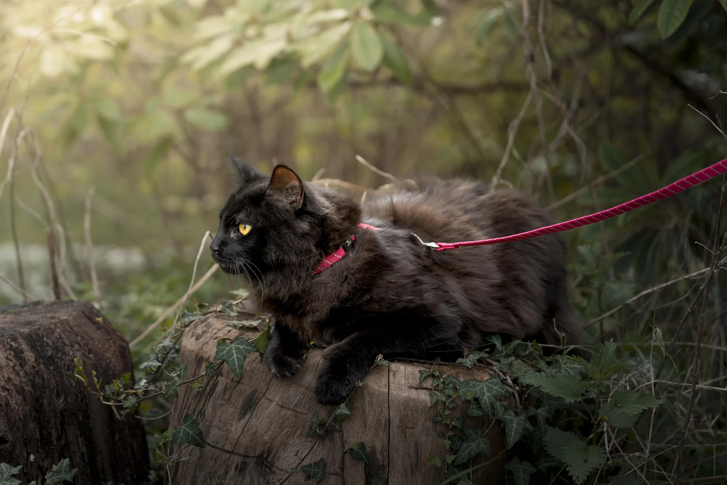 pettorina gatto - Elza nero - 22-32cm - 27-46cm - guinzaglio 110cm - nylon regolabile - riflettente - con moschettone