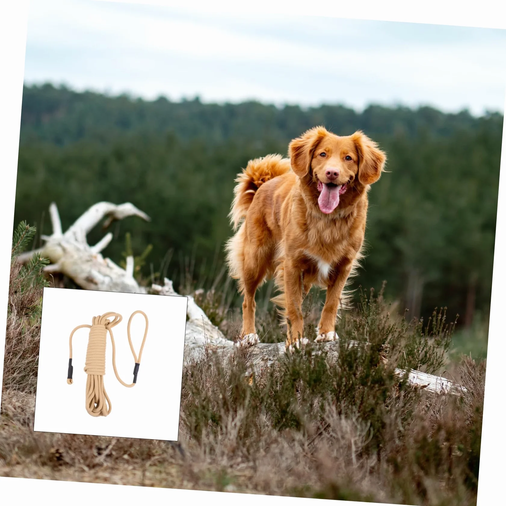 Guinzaglio per Cani lungo Addestramento Outdoor, 10 M | Gancio, Polipropilene Khaki, Resistente ai Morsi e Ammortizzante, per Corsa e Camminata