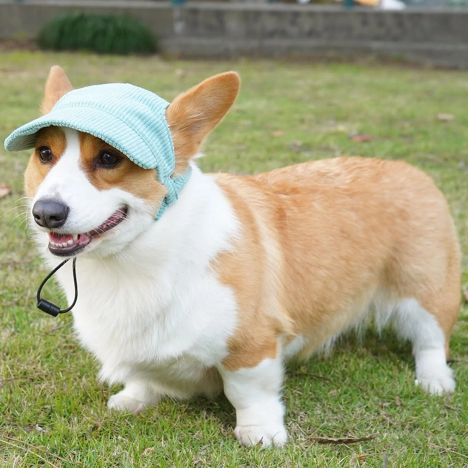 Cappello da baseball per cani, regolabile, estivo, con fori per le orecchie, cappello estivo per cuccioli (grigio, XL)