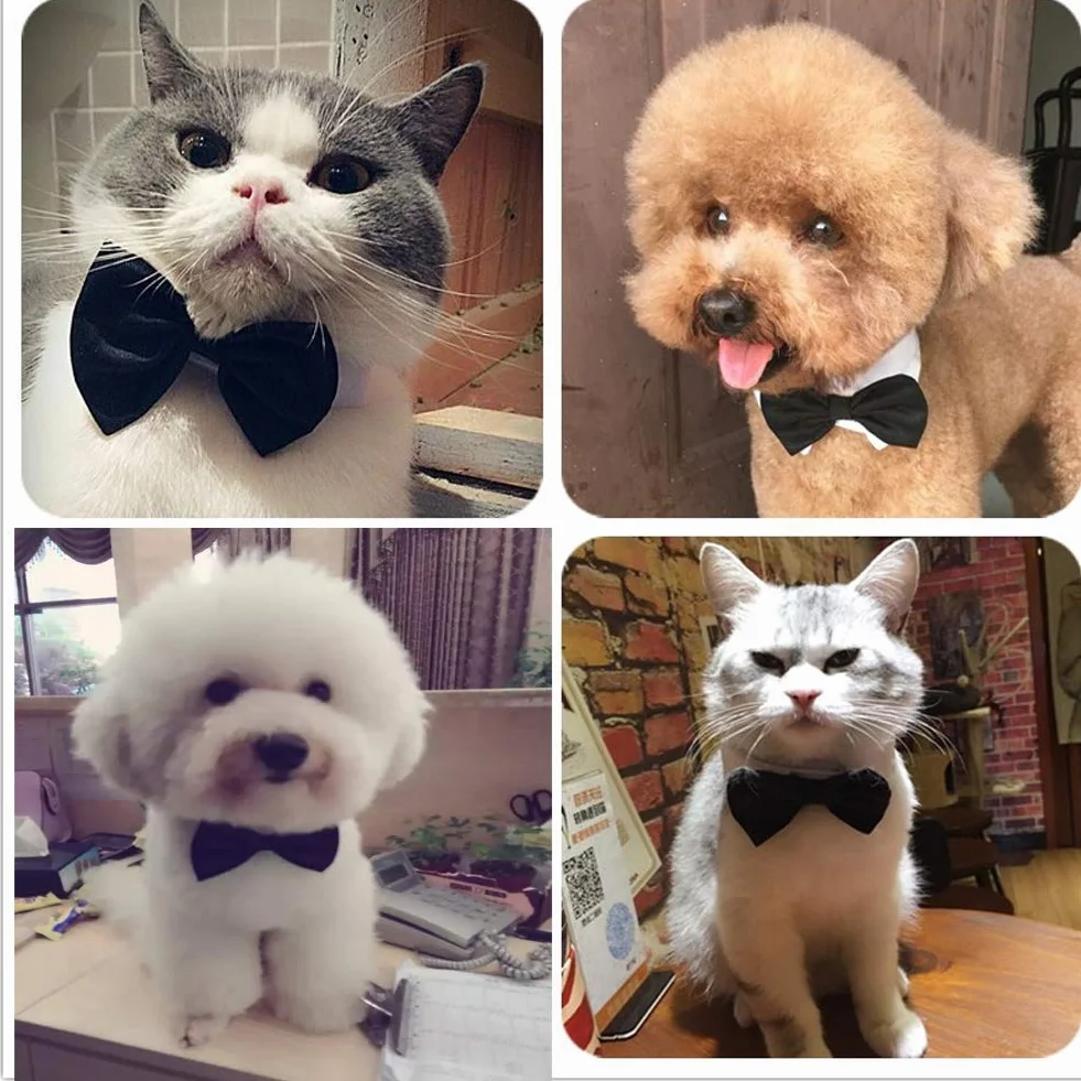 Formal Pets Papillon per cani, gatti e animali domestici con papillon regolabile DCL01 (01)