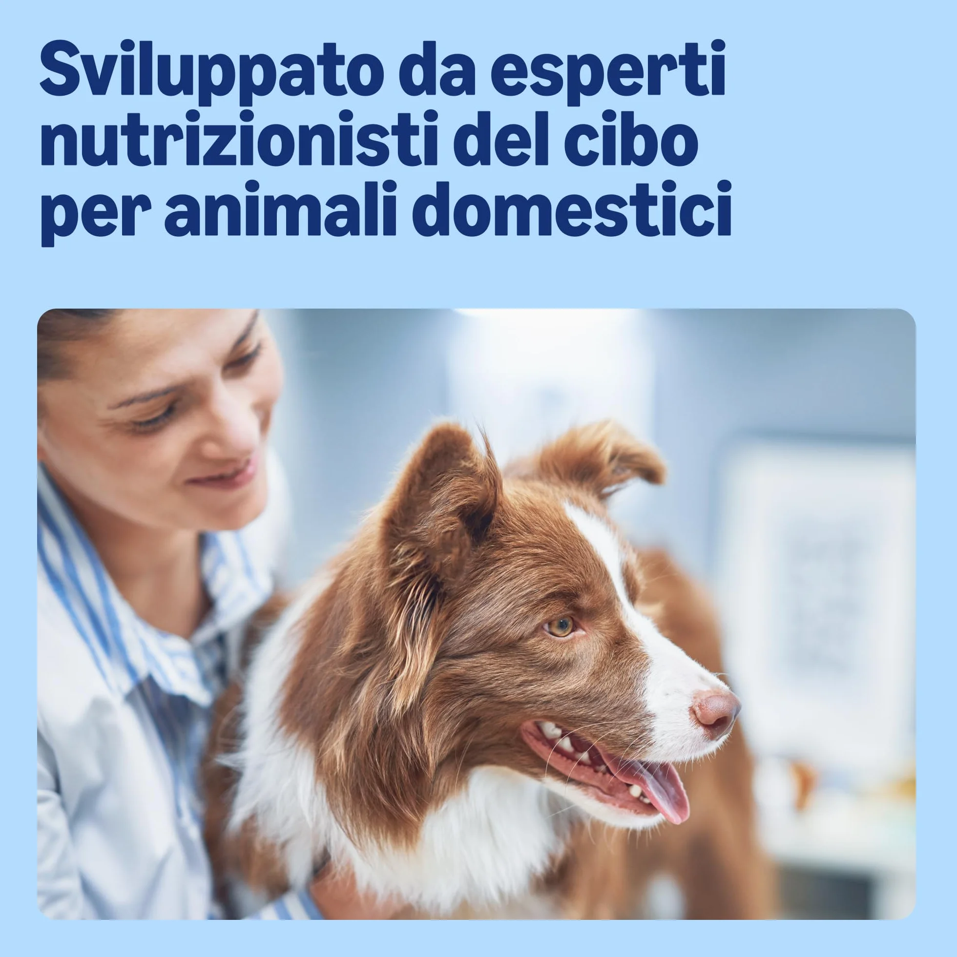 Cibo umido per cani by Amazon, bocconcini di manzo in salsa, 6 x 1,24 kg