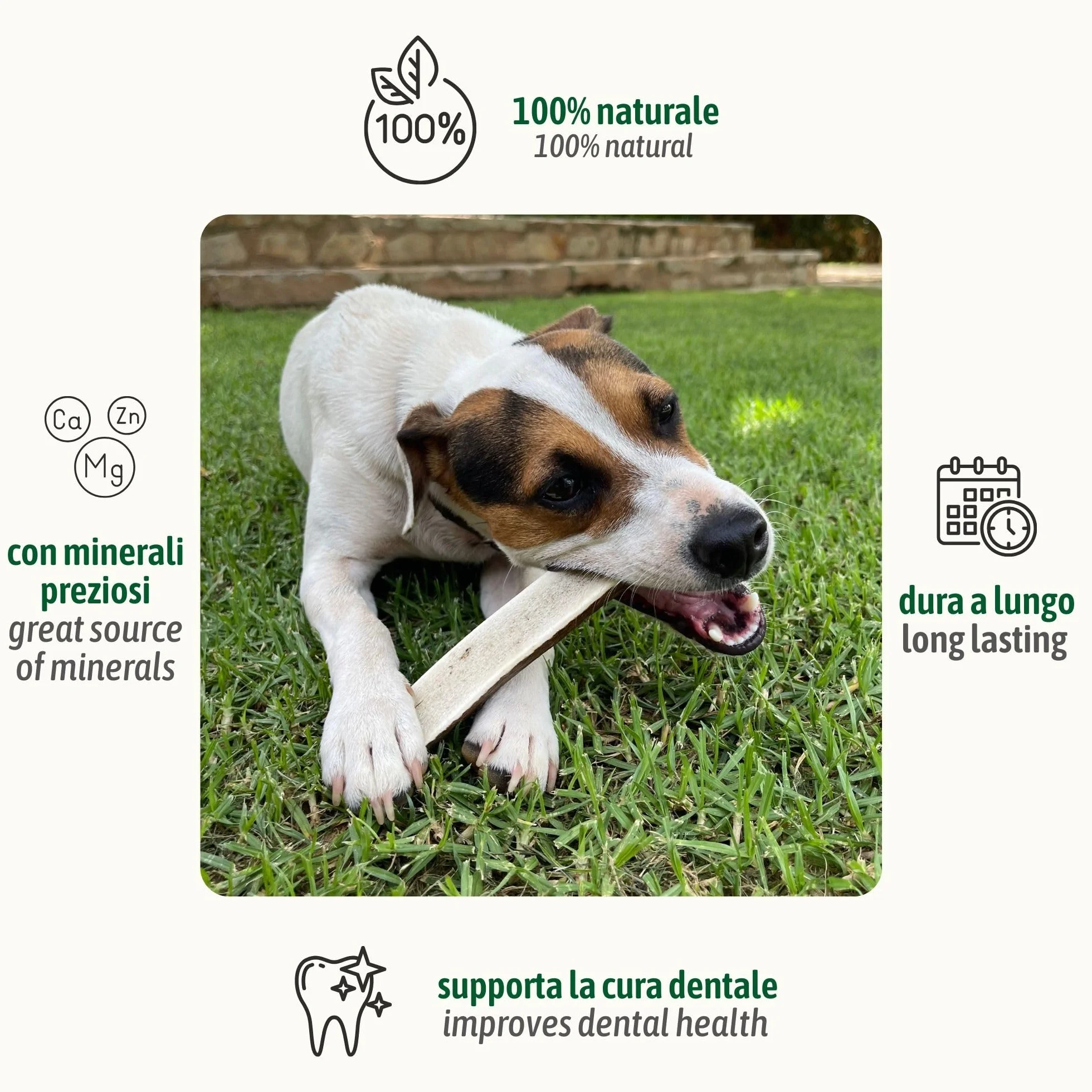 ChronoBalance-XXL Corno di Cervo per Cani, Confezione da 2, Dimezzato, 100% Naturale, Osso di Cervo, Cura Dentale, Giocattolo per Cani, Senza Sostanze Chimiche, Lunga Durata