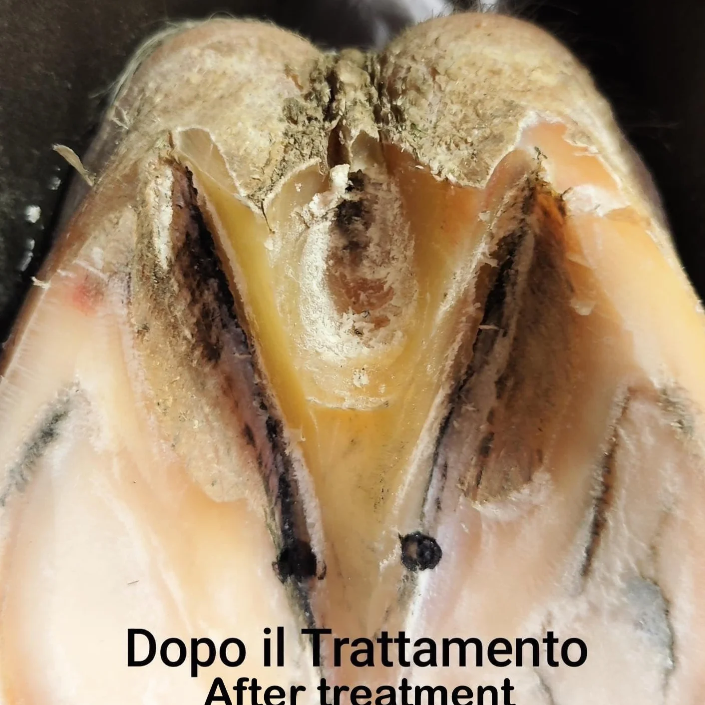 Lucky Fox SOS FROG® Soluzione per il Fettone del Cavallo, Aiuta la ricrescita dei Tessuti Danneggiati, Indicato anche in presenza di Tarlo e distaccamenti, 500ml
