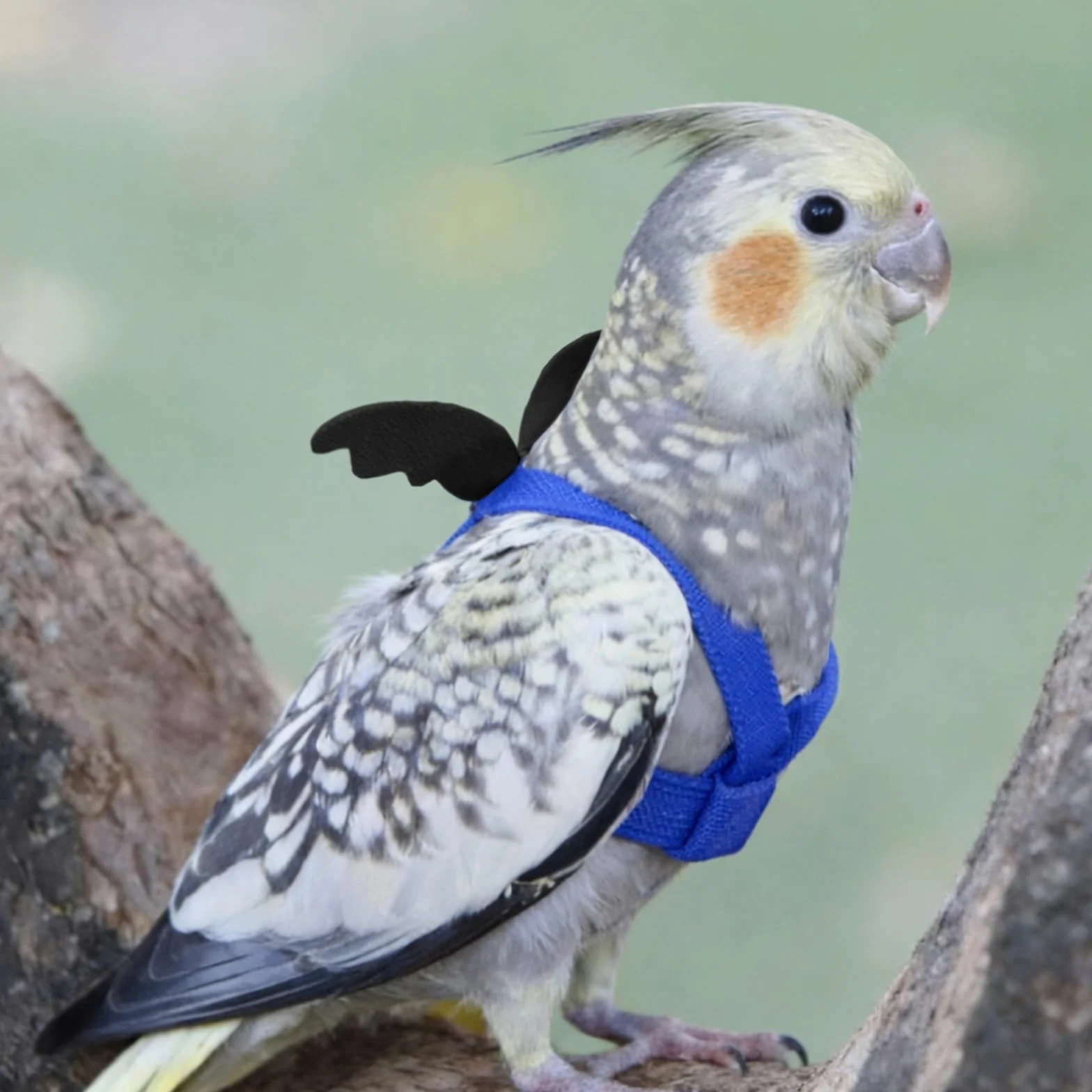 Imbracatura per pappagallo regolabile per animali domestici e uccelli guinzaglio per attività all'aria aperta corda da addestramento cinghia elastica anti-morso per pappagalli cacatos ara