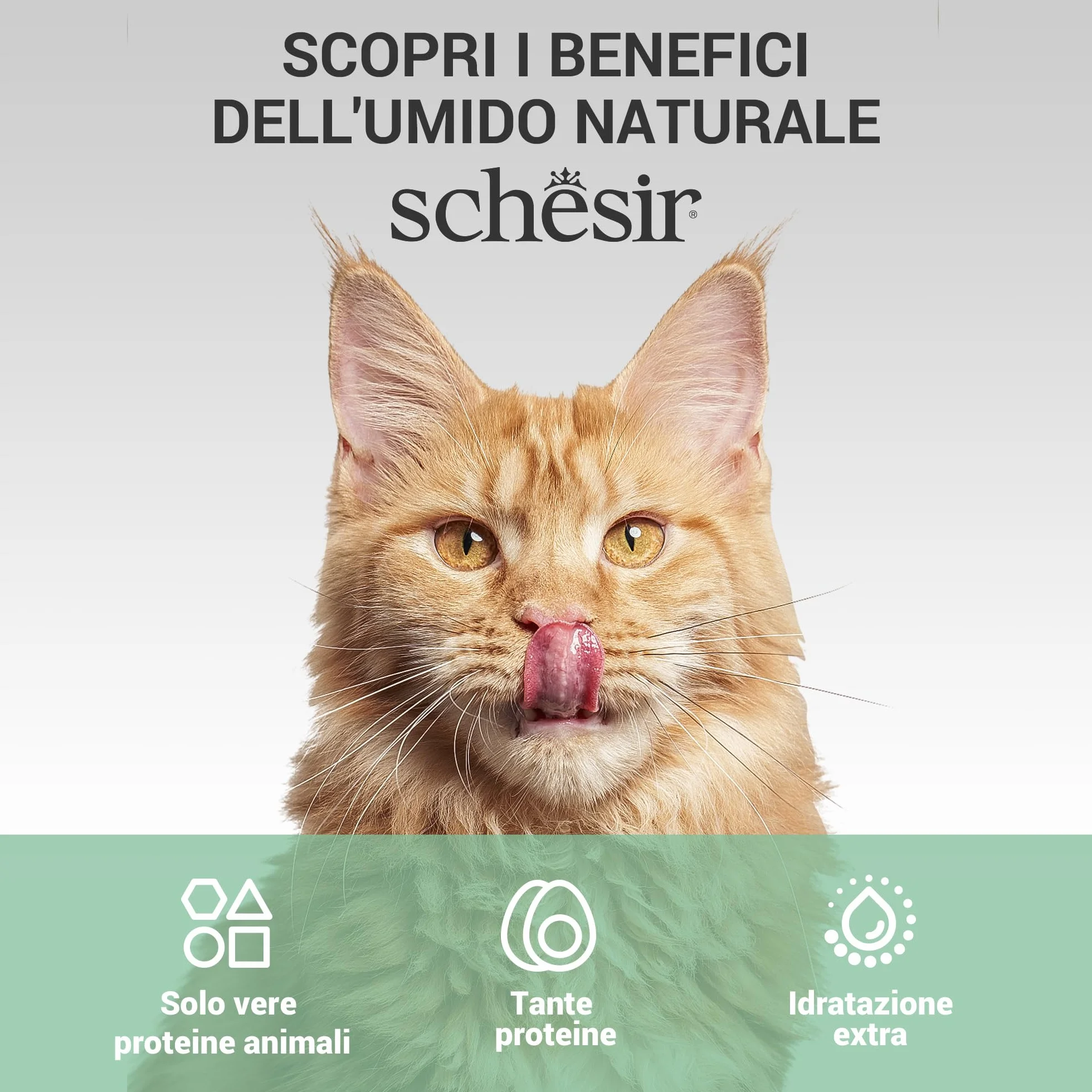 Schesir, Zuppa con Filetti di Tonno e Calamari, in busta, Cibo Umido Complementare per Gatti, Ricetta Originale, 100% Naturale, Cruelty Free, 12 x 40g