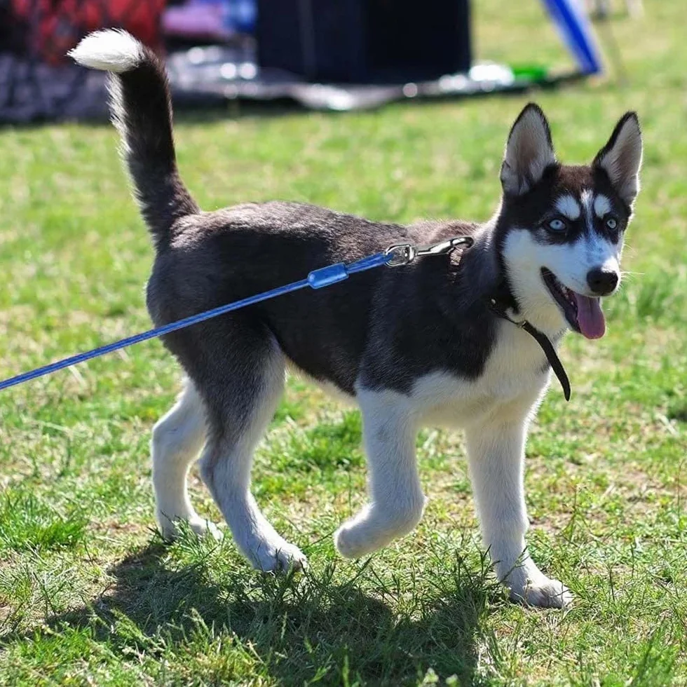 DONGKER Cavo per Legare Cani,3m Guinzaglio per Cane con Molla Ammortizzante e Gancio Girevole in Metallo per Giardino Campeggio Corsa