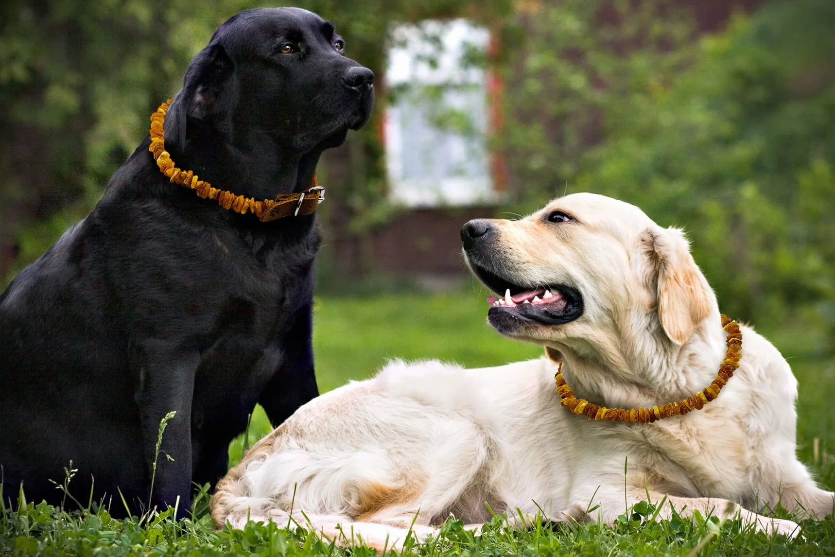 Naturalna ambra baltica collari per cani 40-45 cm