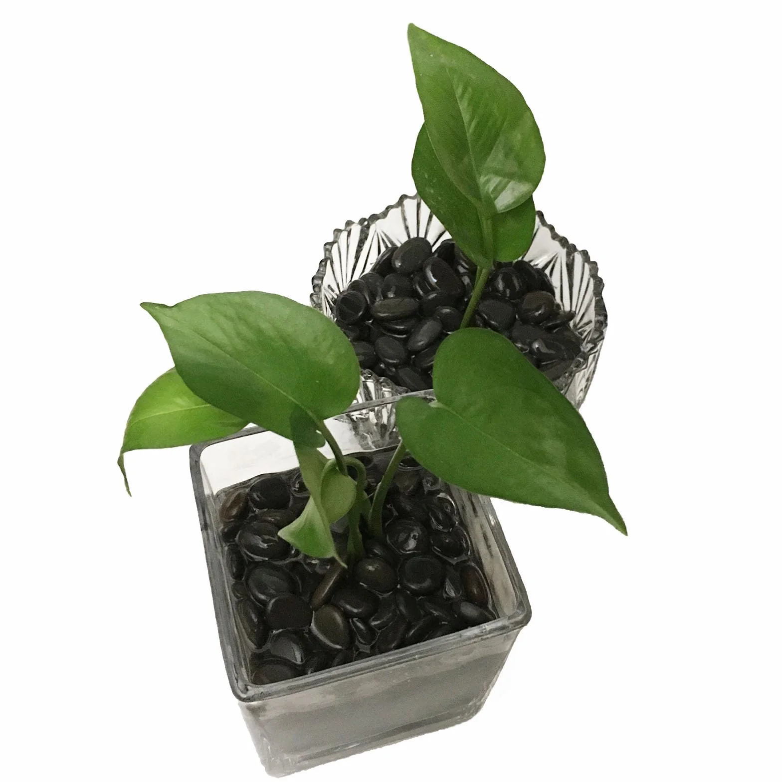 Ciottoli naturali grigi 800 g pietre fiume lisce piatte 1,5-3 cm per pittura decorazione acquario