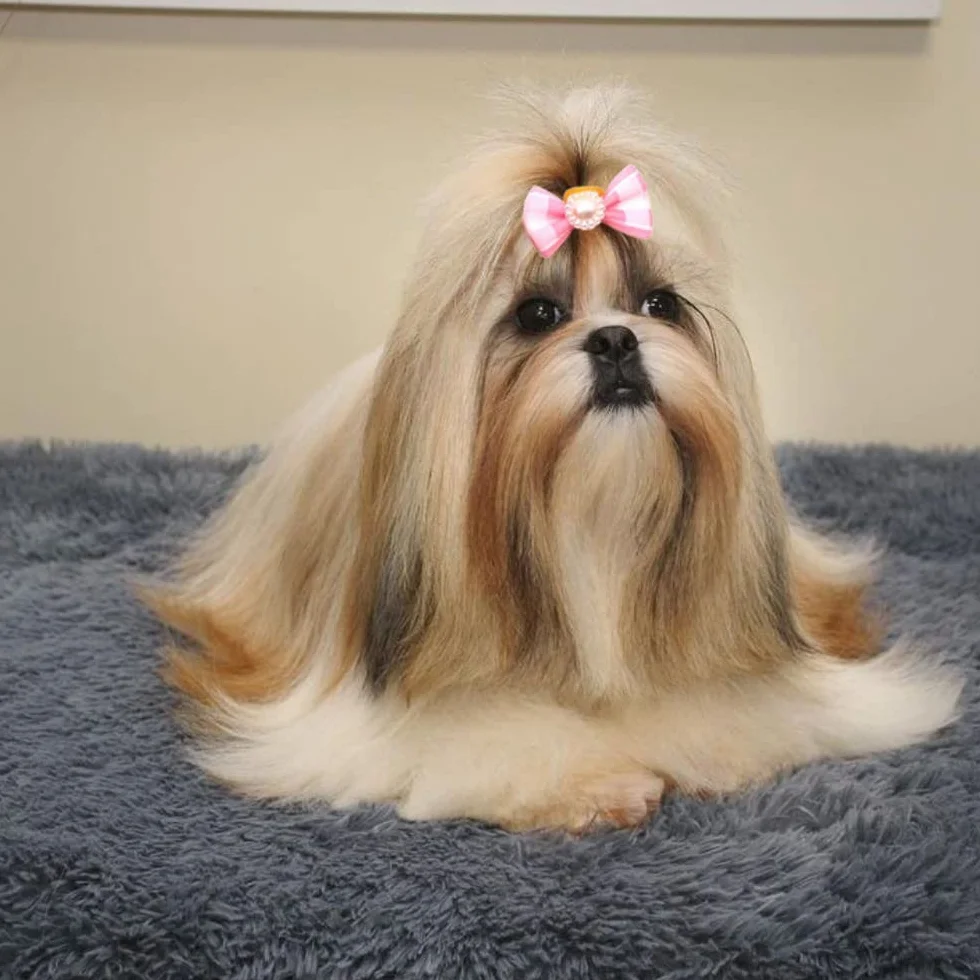 50 Pezzi Fiocchi per Capelli di Cani,Fiocchi per Cani con Elastici in Gomma,Fiocco Peli di Cane per Capelli Lunghi,Motivo Casuale