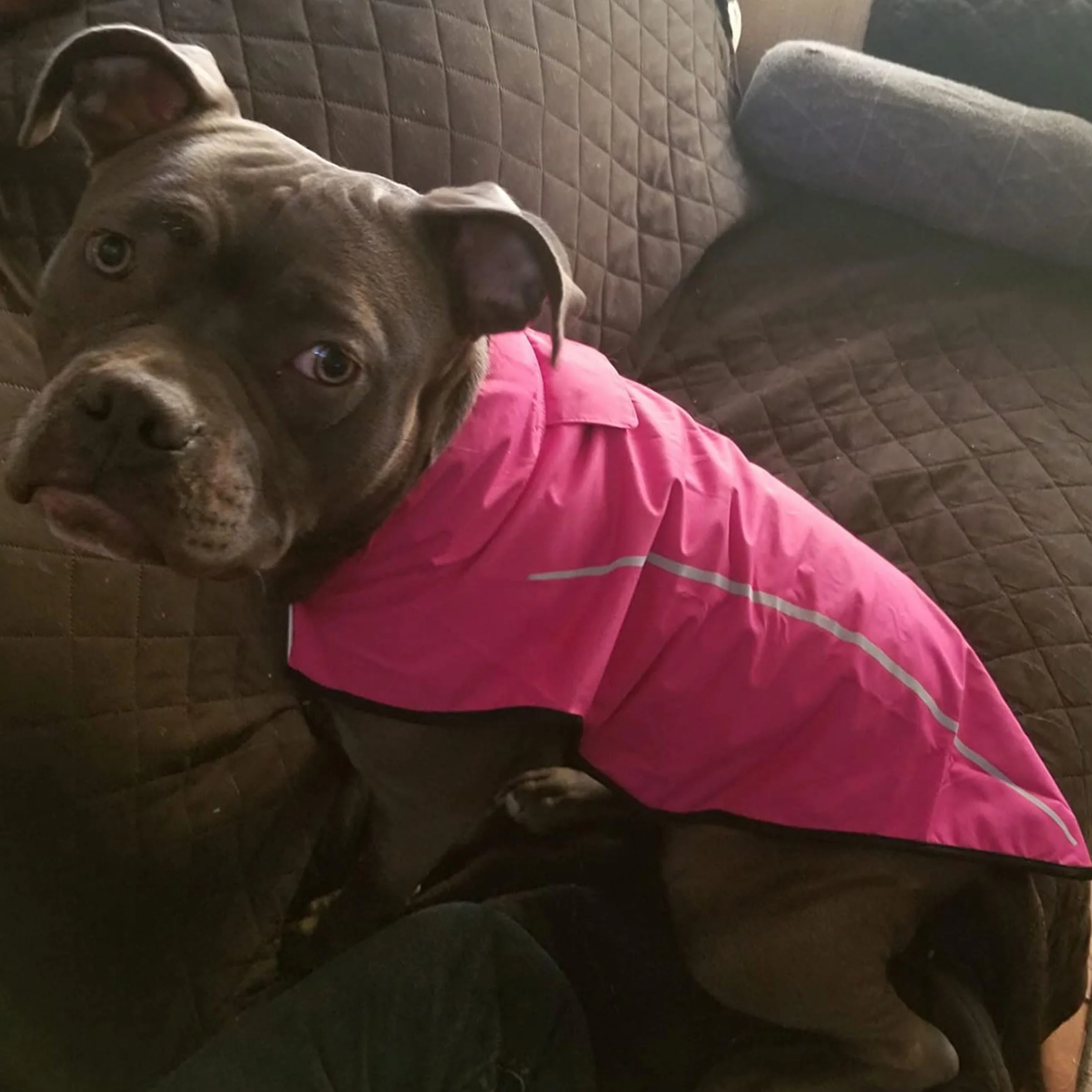 Mile High Life Impermeabile per cani | Abbigliamento per animali domestici regolabile | Giacca antipioggia leggera con striscia riflettente | Chiusura facile da inserire, rosa acceso, media