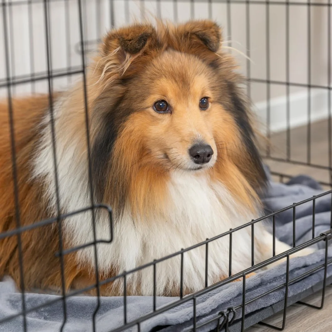 TRIXIE Box per cani Home nero – L: 109 × 79 × 71 cm – Gabbia pieghevole per cani con 2 ante & chiusure sicure, scatola per il trasporto zincata con fondo stabile per casa e in viaggio – 39304
