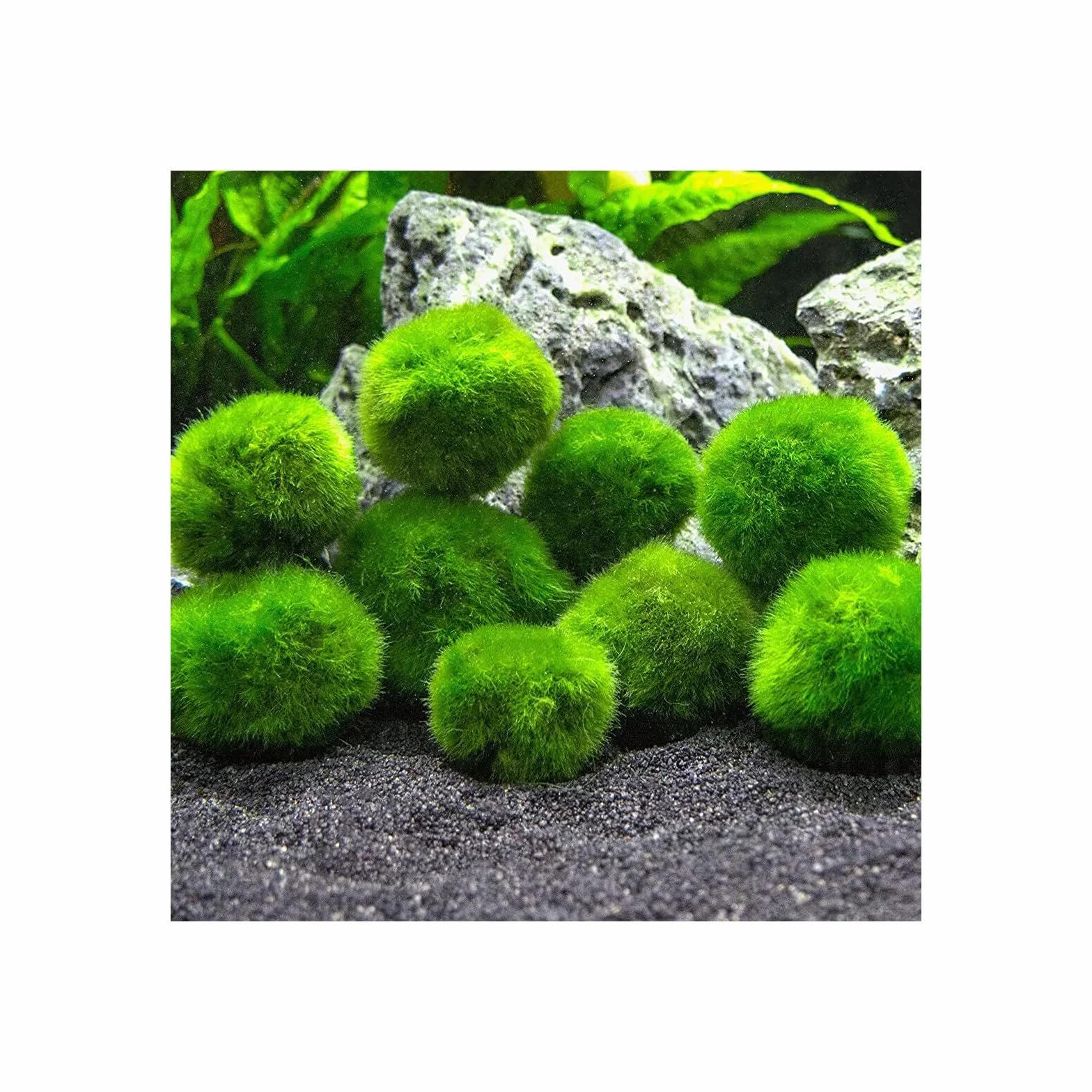Marimo (2-3 cm) Alga Palla Cladophora Aegagropila Muschio Decorazione Naturale per Acquari Terrari 2 Pezzi