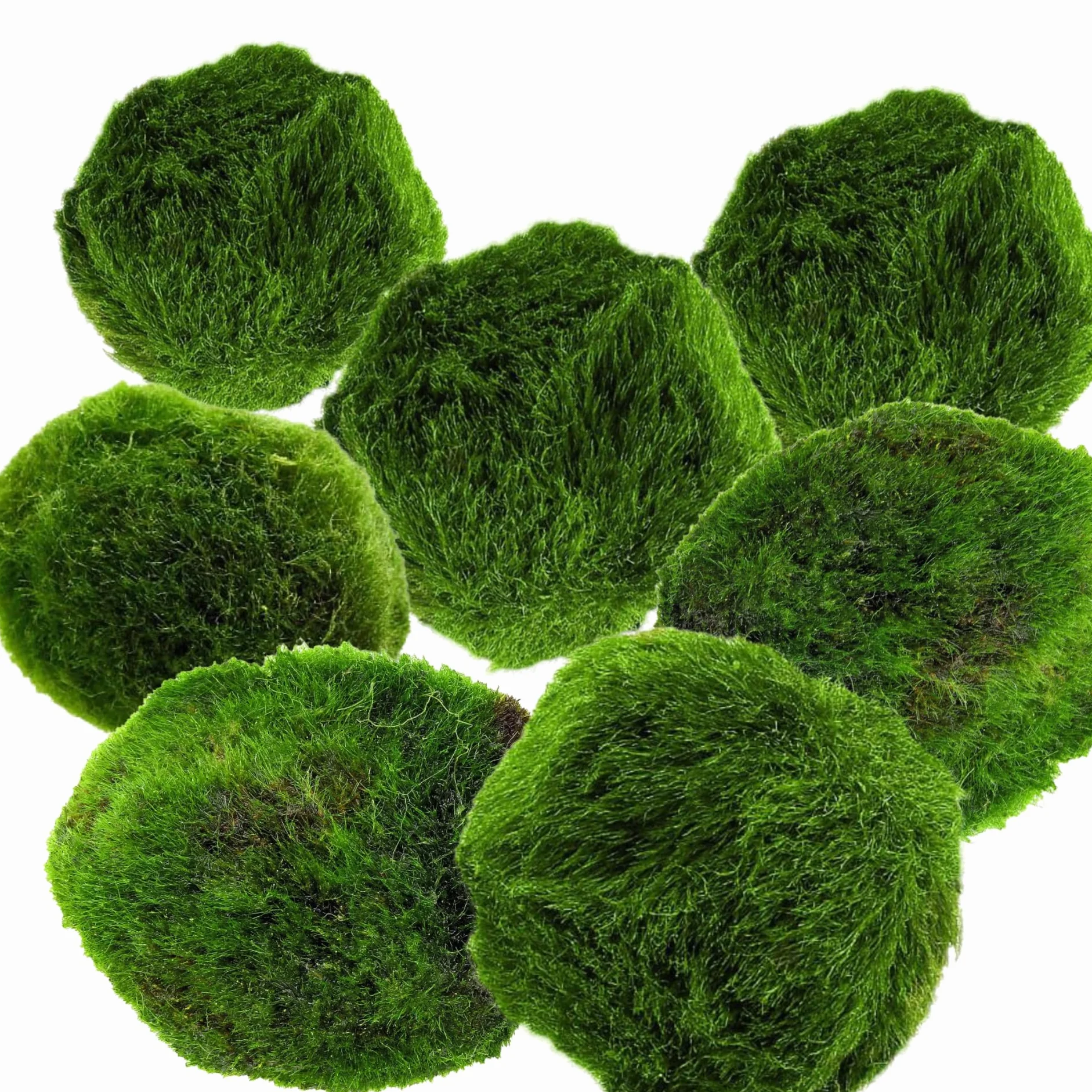 AquaBreedingSkill Set di 7 alga palla Marimo viva 3 – 4 cm – piante vere per acquario dolce, pianta acquario vera naturale, marimo alga regalo