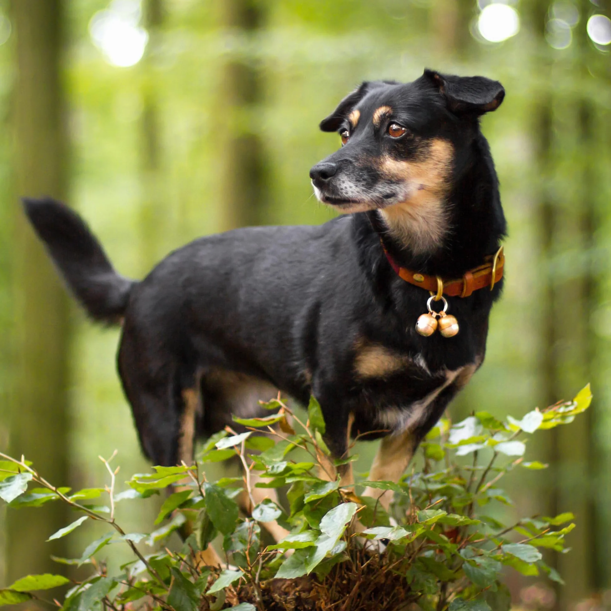 Beau's Bells - 2 campane extra forti per cani e gatti | Tracker di animali | Campane in rame fatte a mano