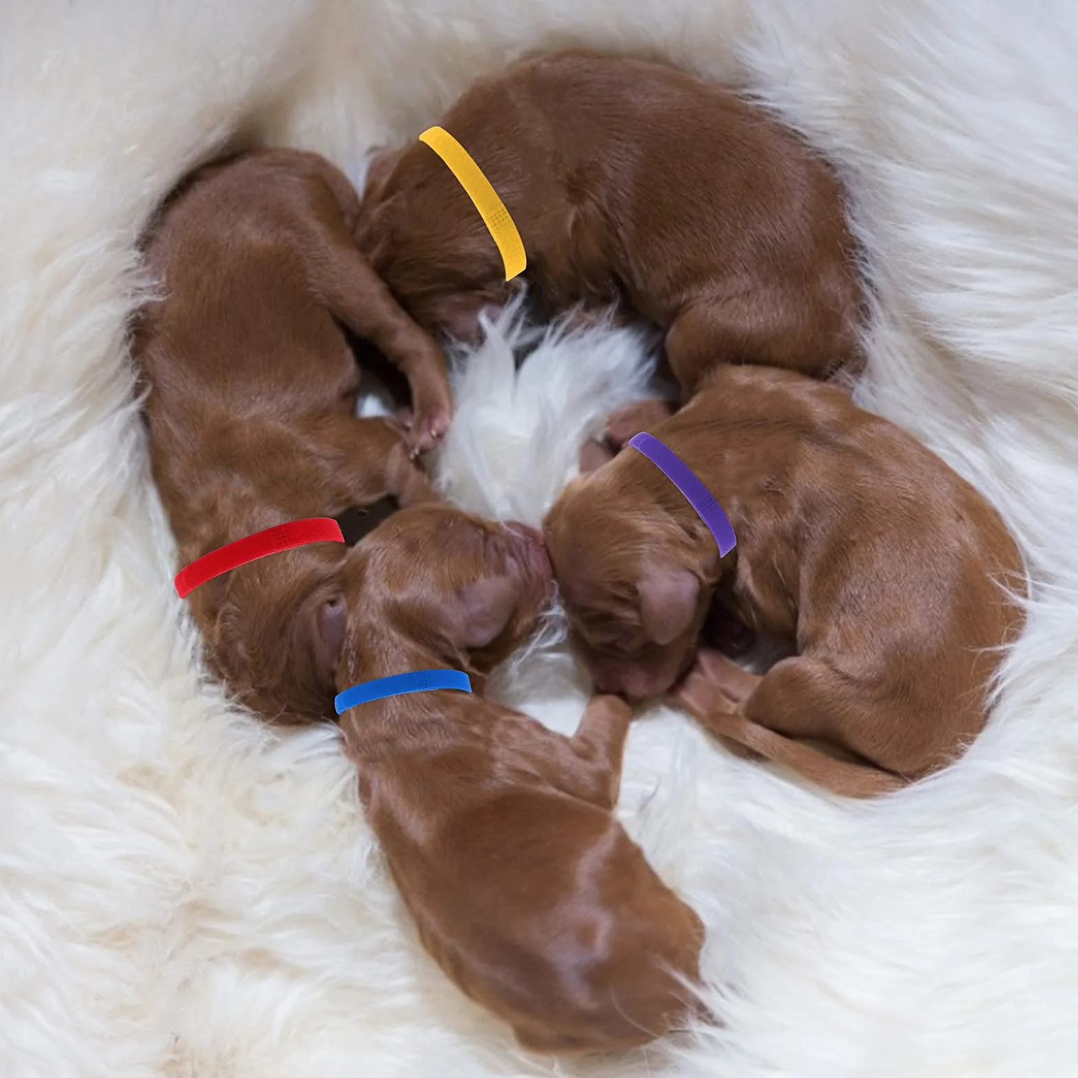 Molain 20 Pezzi Collari per Cuccioli di Piccola Taglia, Fasce Identificative per Cani, Collari per Neonati (30 cm)